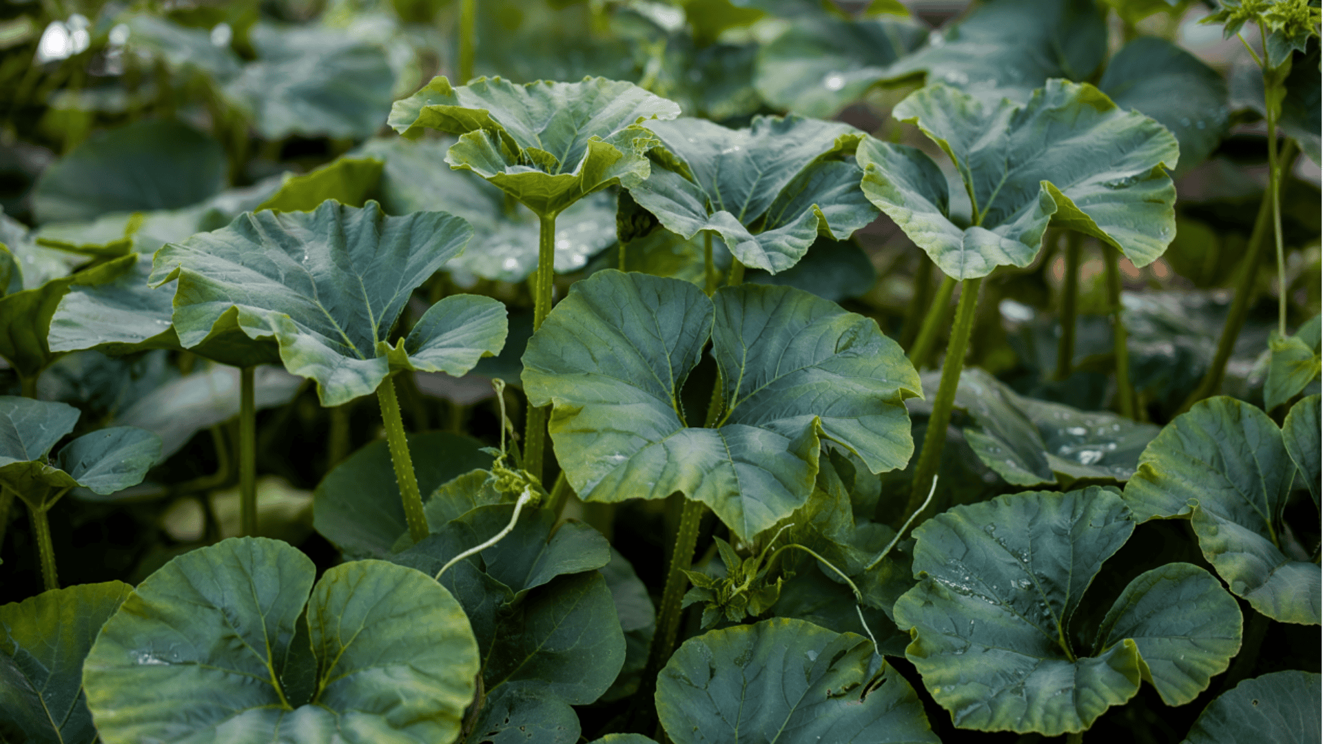 pumpkin-growth-stages-vine-growth