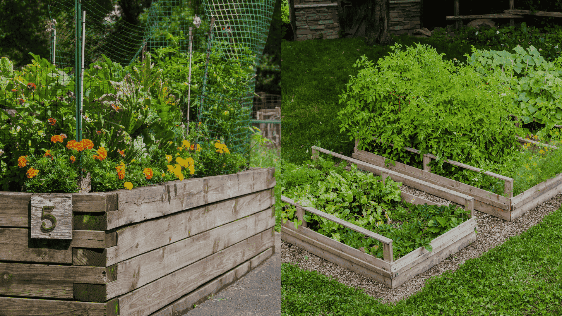 raised-bed-Vegetable-Garden-Layout