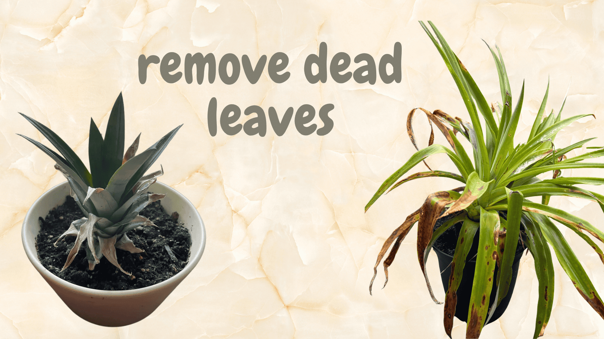removing dead leaves