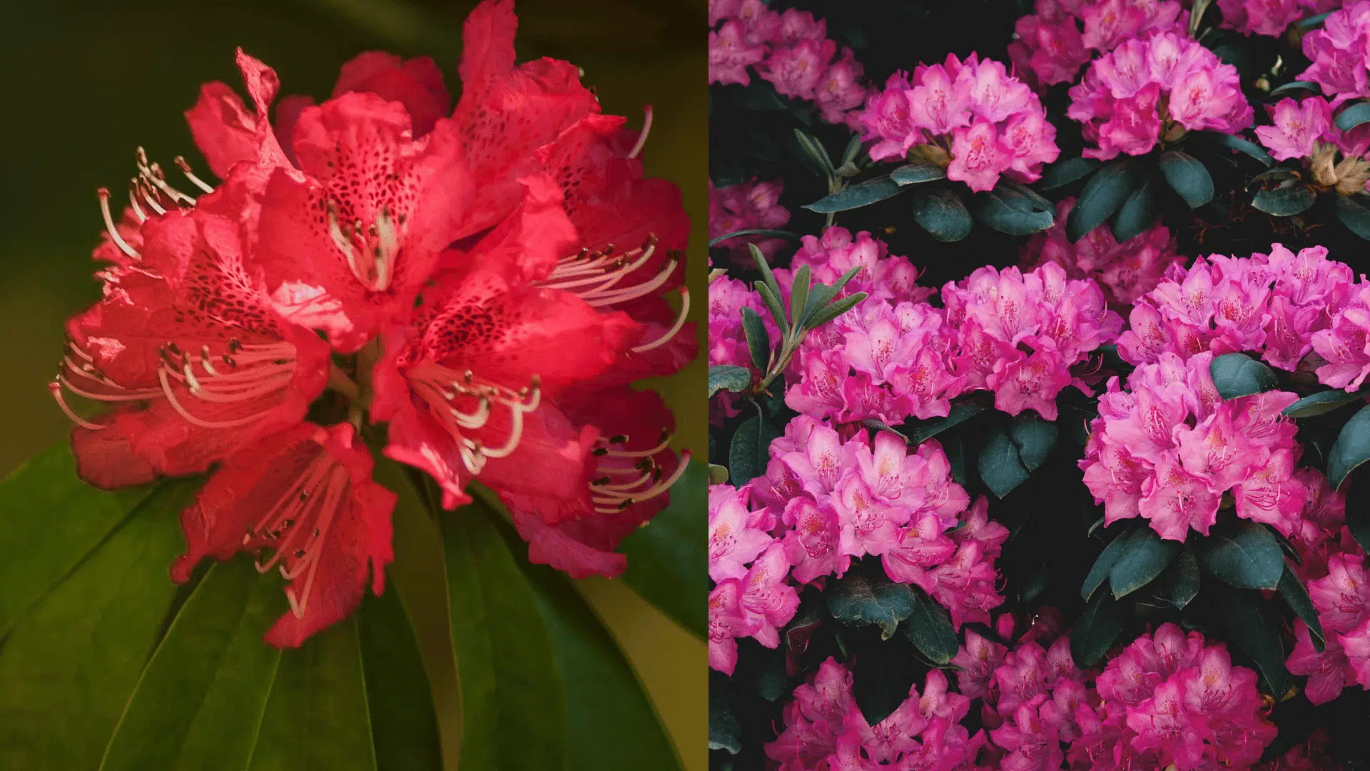 rhododendron-blueberry-companion-plants