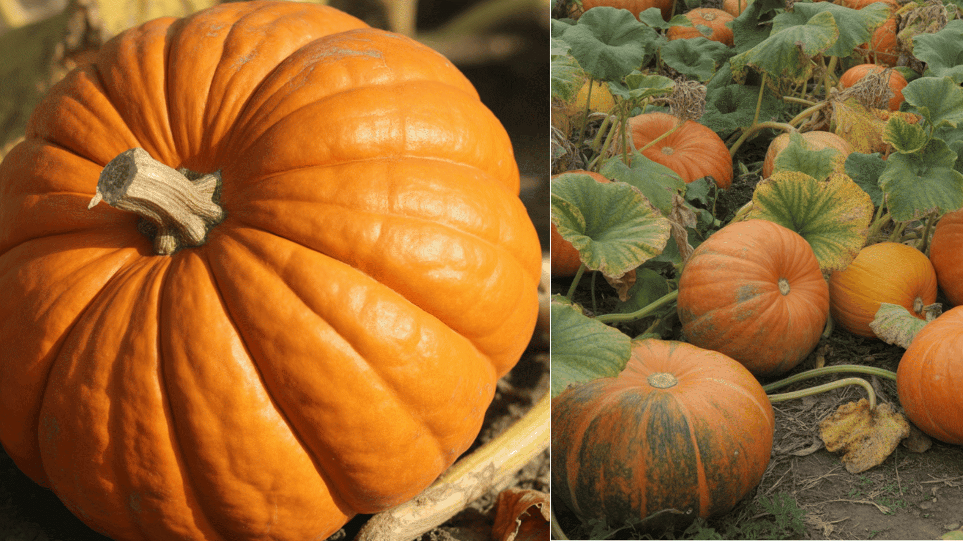 ripening-and-harvesting-stage-pumpkin-growth