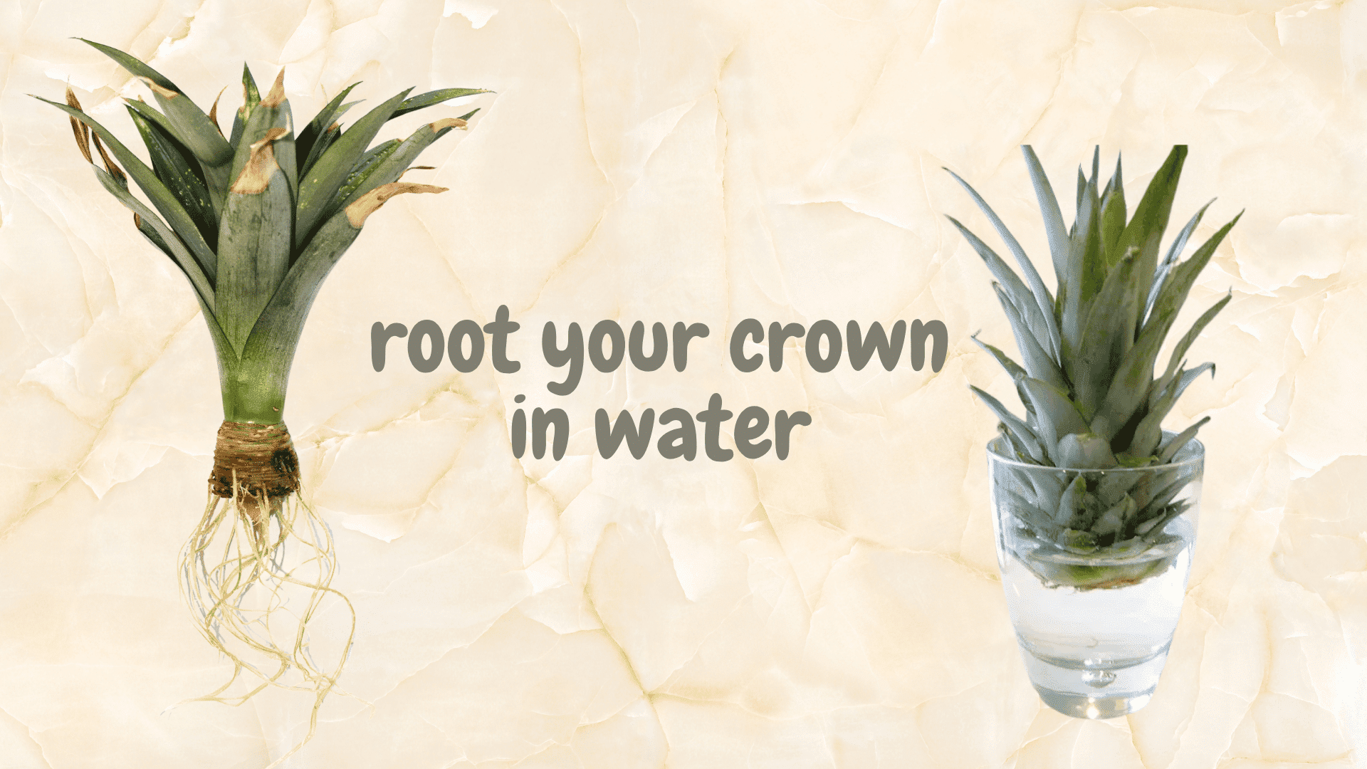 rooting crown in water
