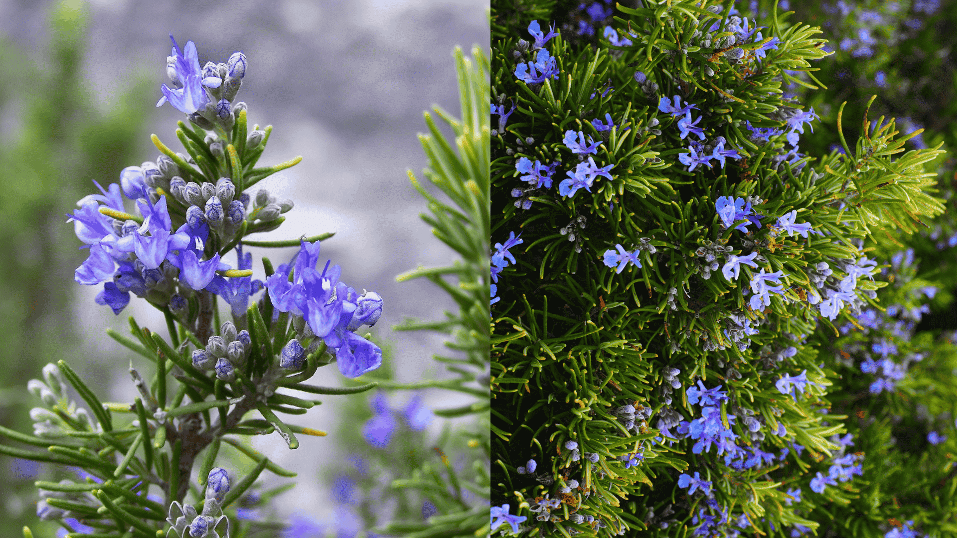 rosemary-plant