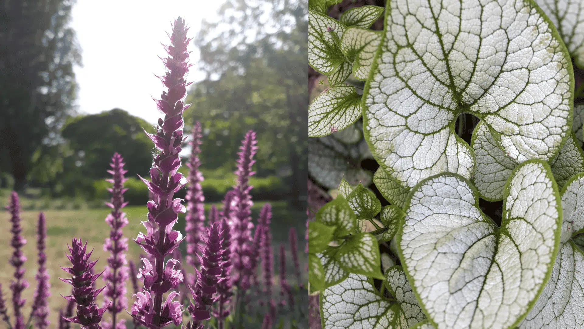 sage-blueberry-companion-plants