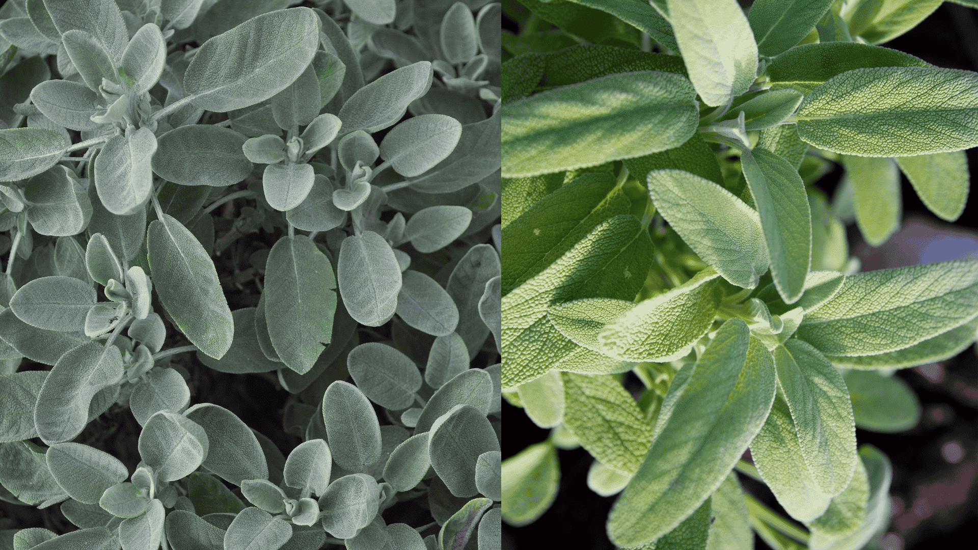 sage-plant