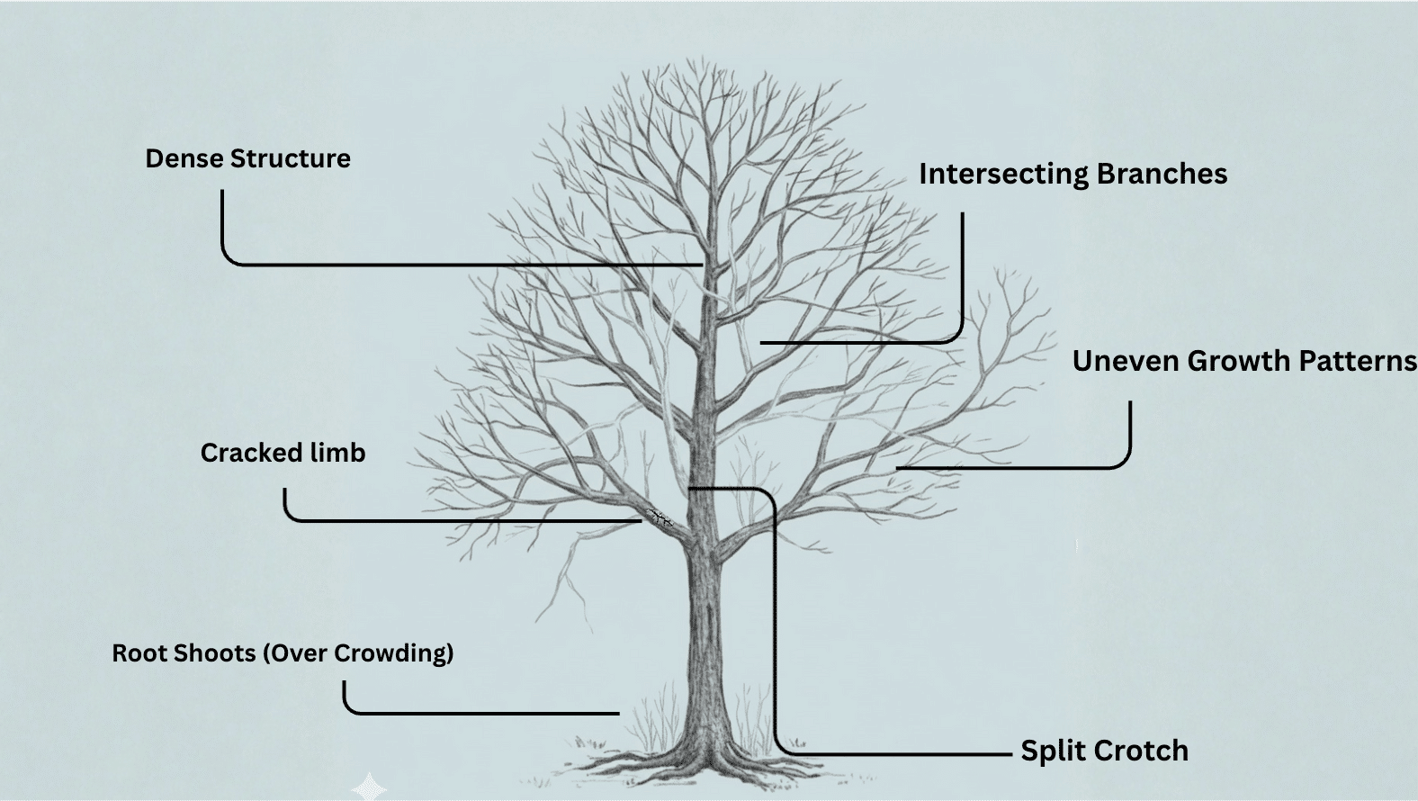 Diagram showing common pruning issues and structure problems in maple tree trimming including dense growth, split crotch, and intersecting branches