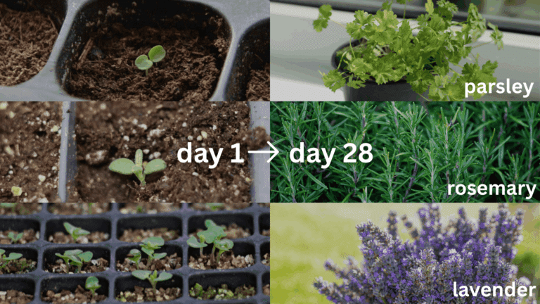 Seed Sprouting Times: How Long do Seeds take to Sprout? - My Earth Garden