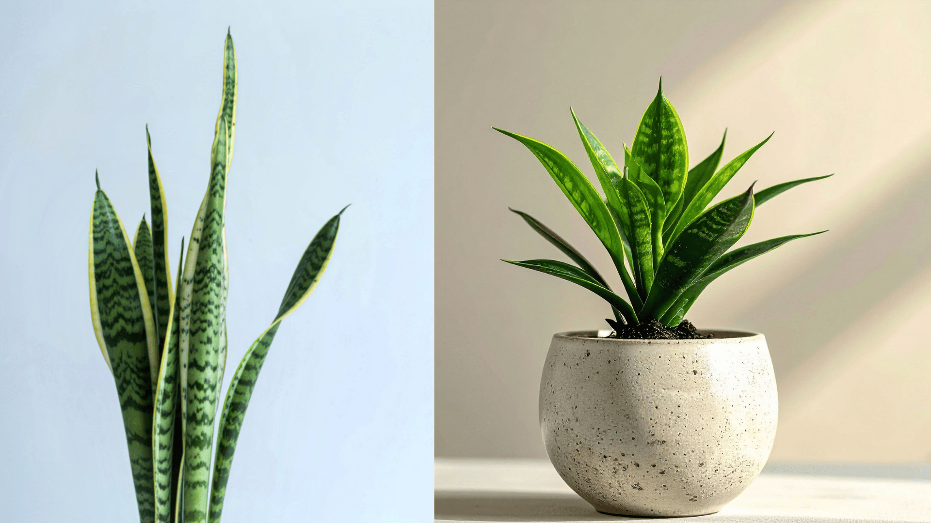 snake-plants-sansevieria