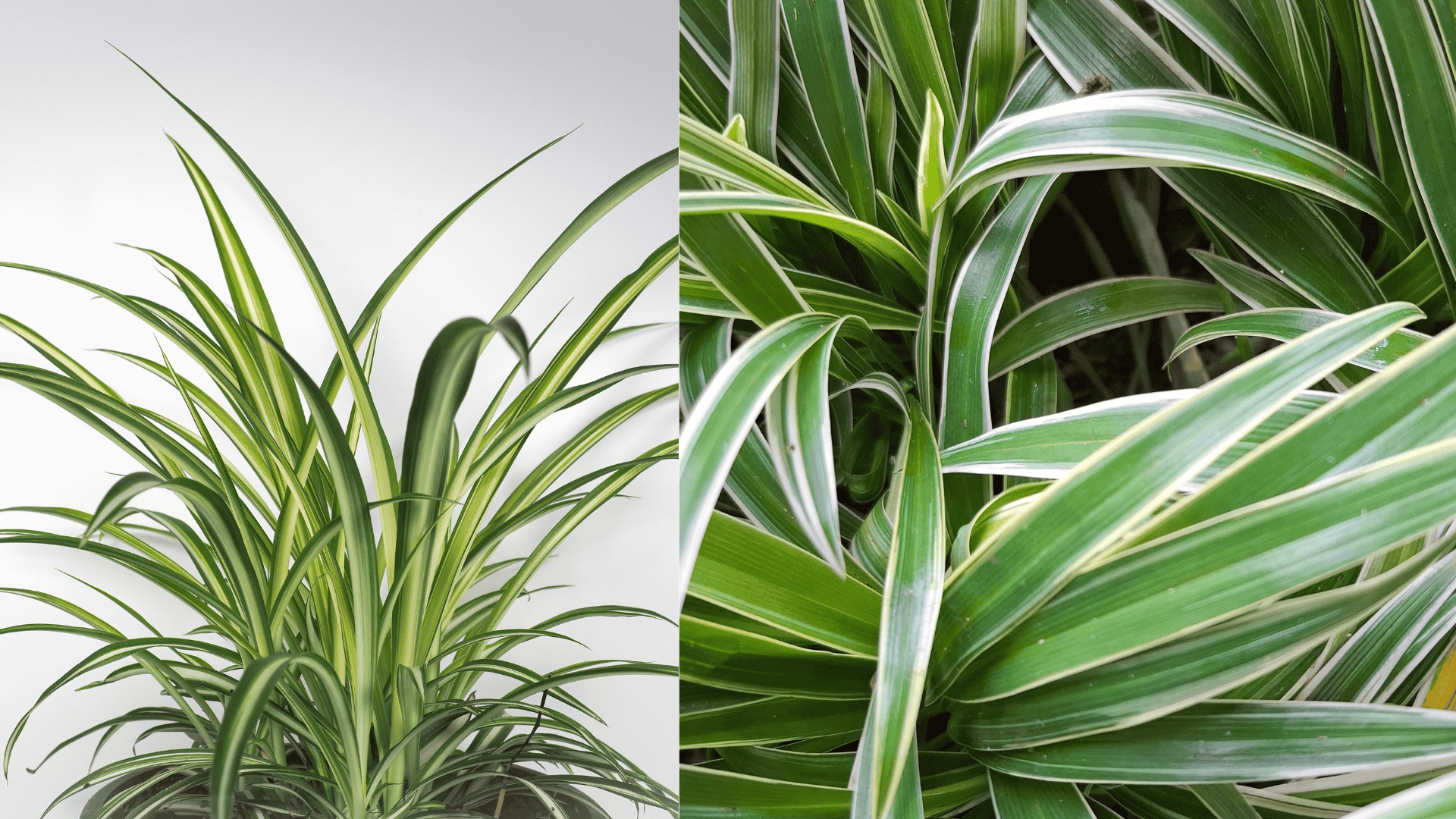spider-plants
