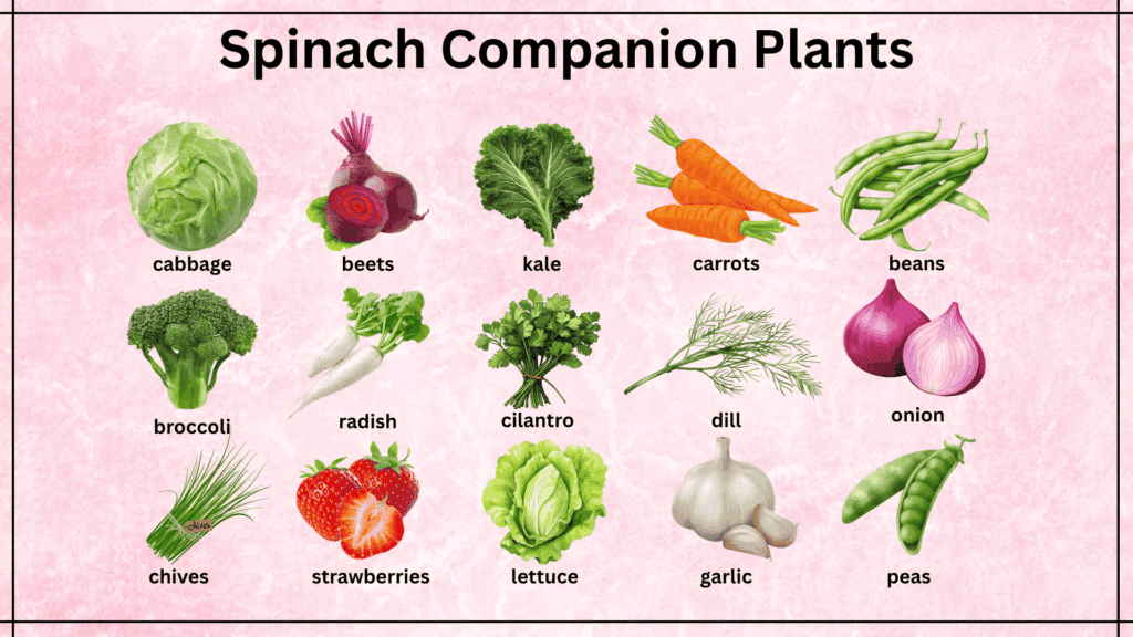 spinach-companion-plants
