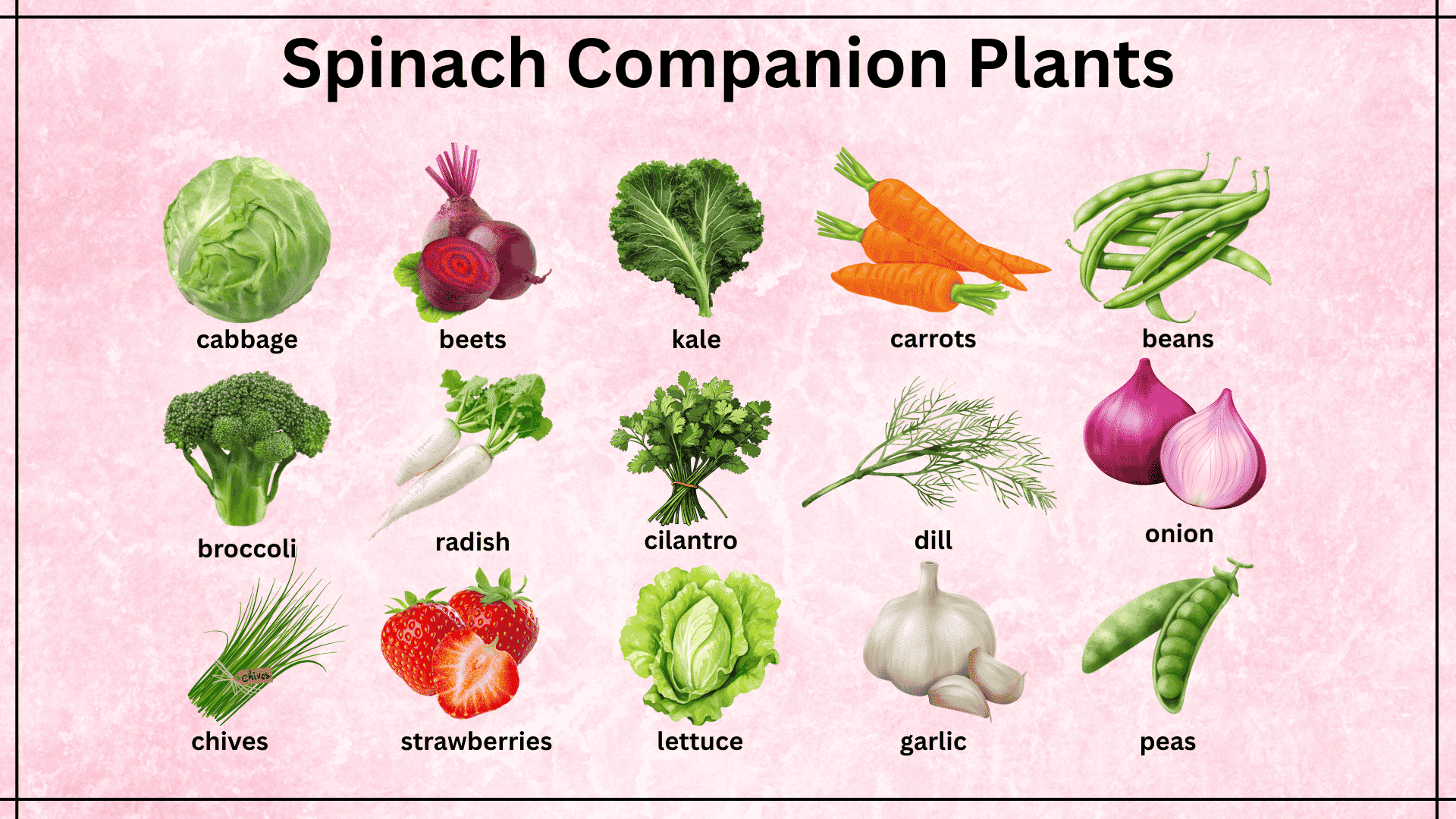 spinach-companion-plants