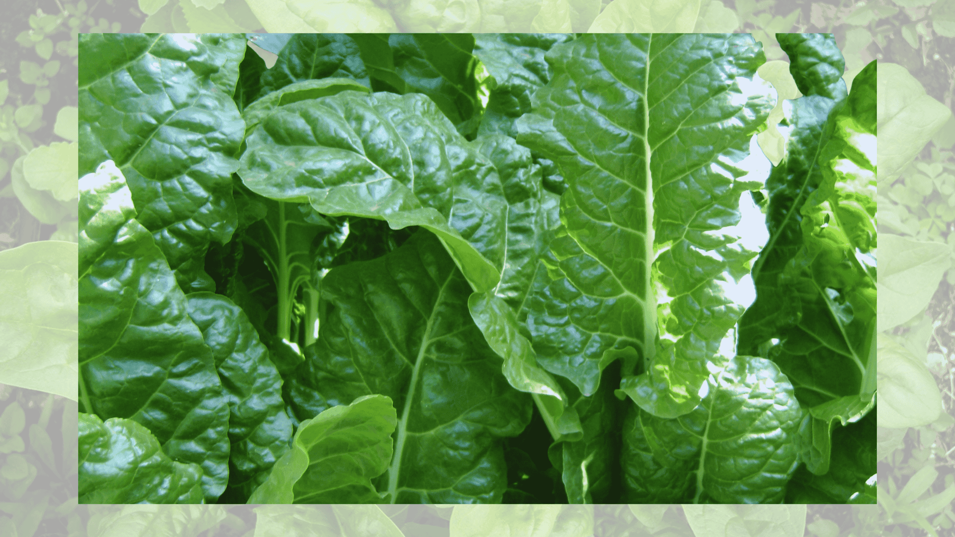 spinach with beets