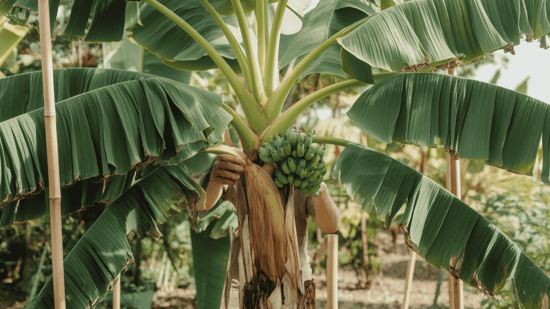 step 6 how to grow banana