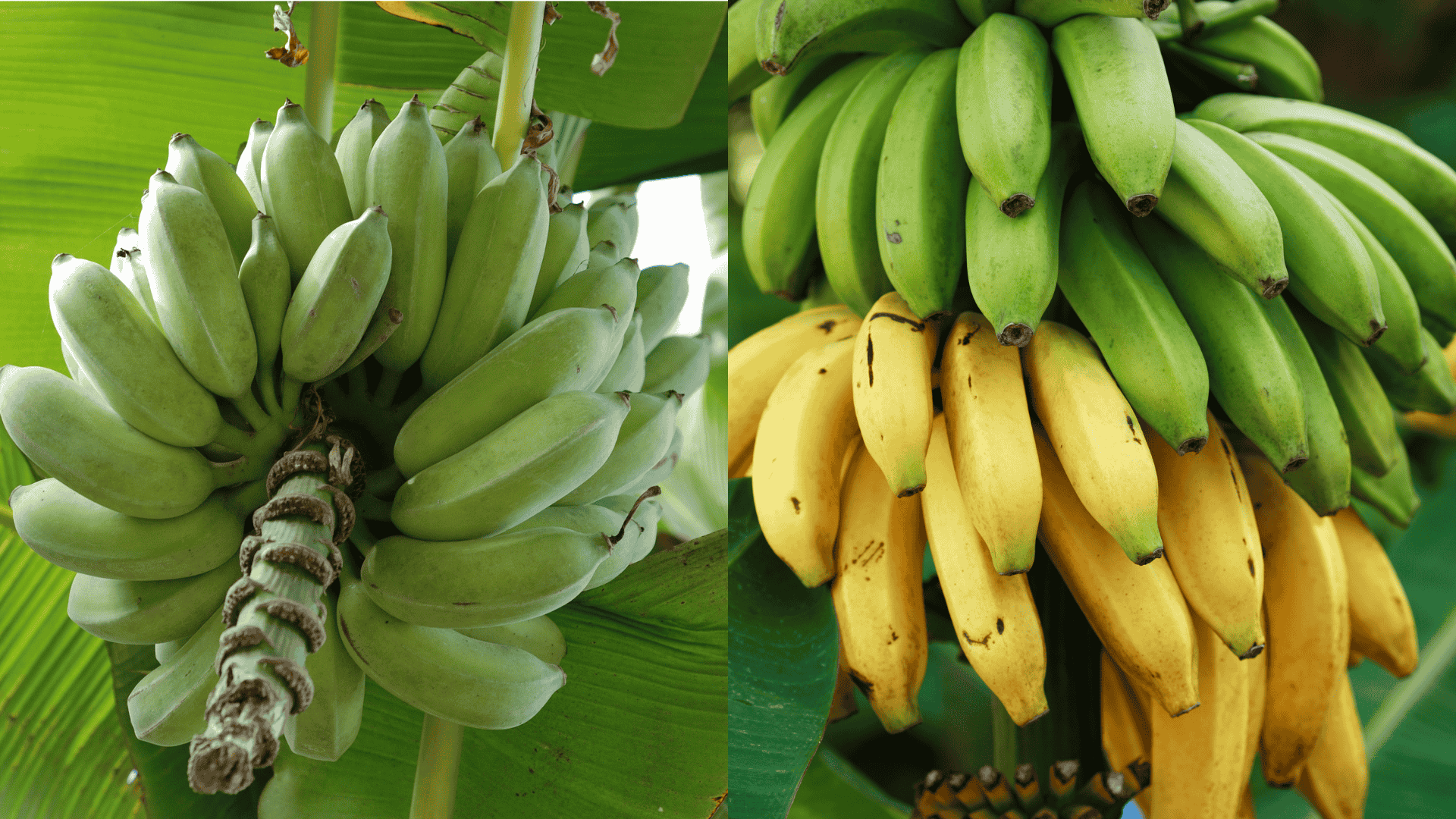 step 7 how to grow banana