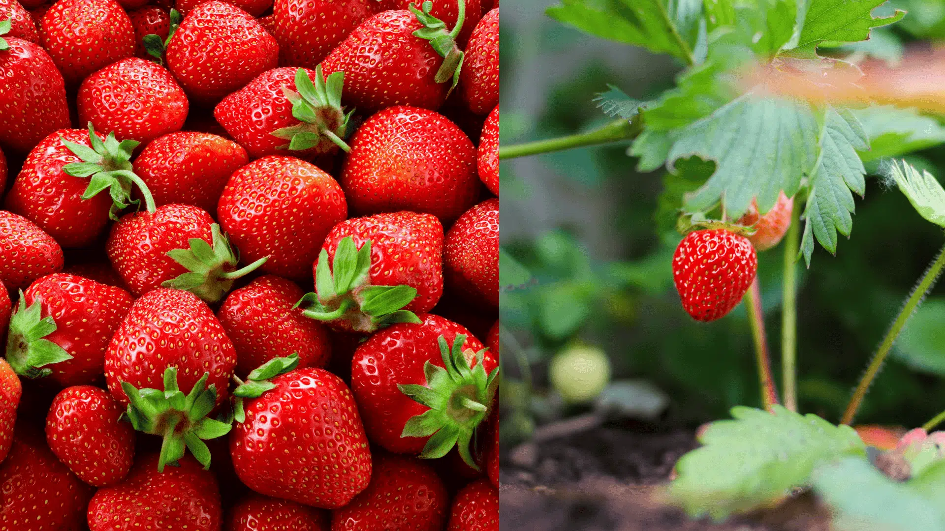 strawberry-blueberry-companion-plants