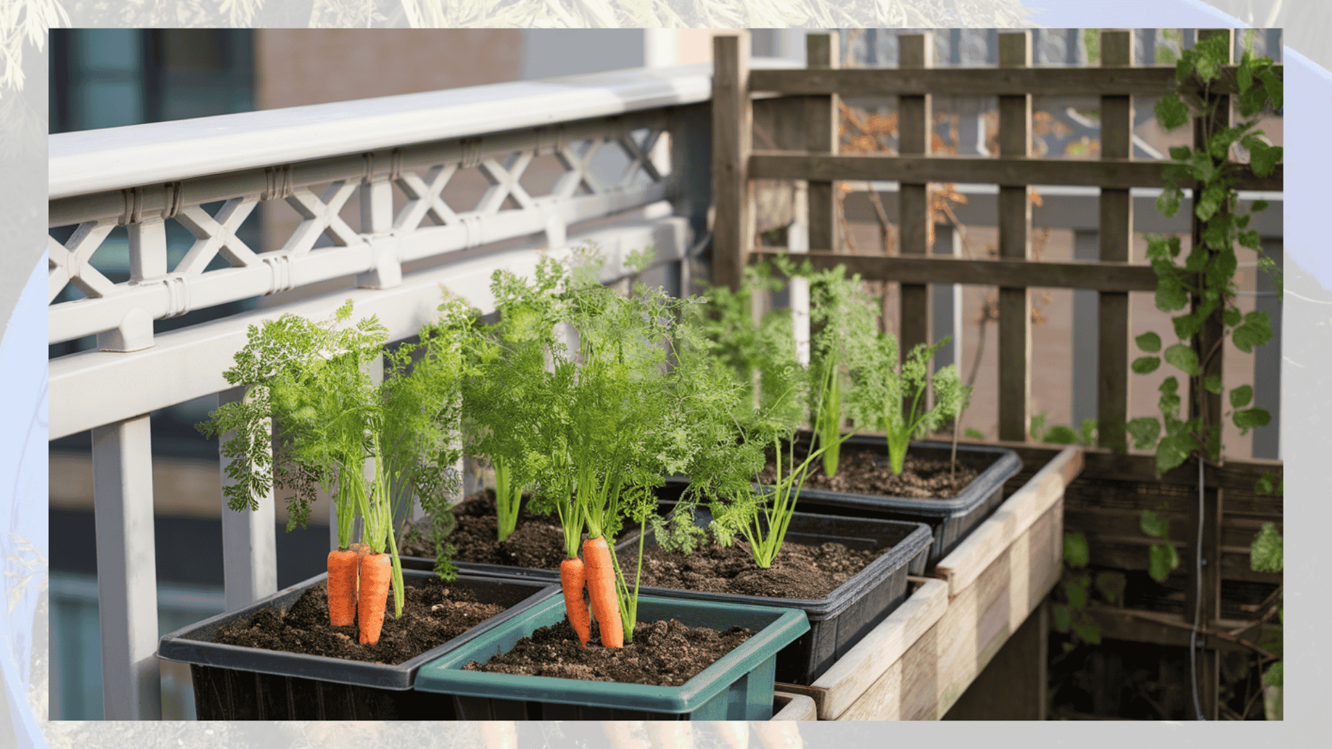 sunlight-growing-carrots-in-container