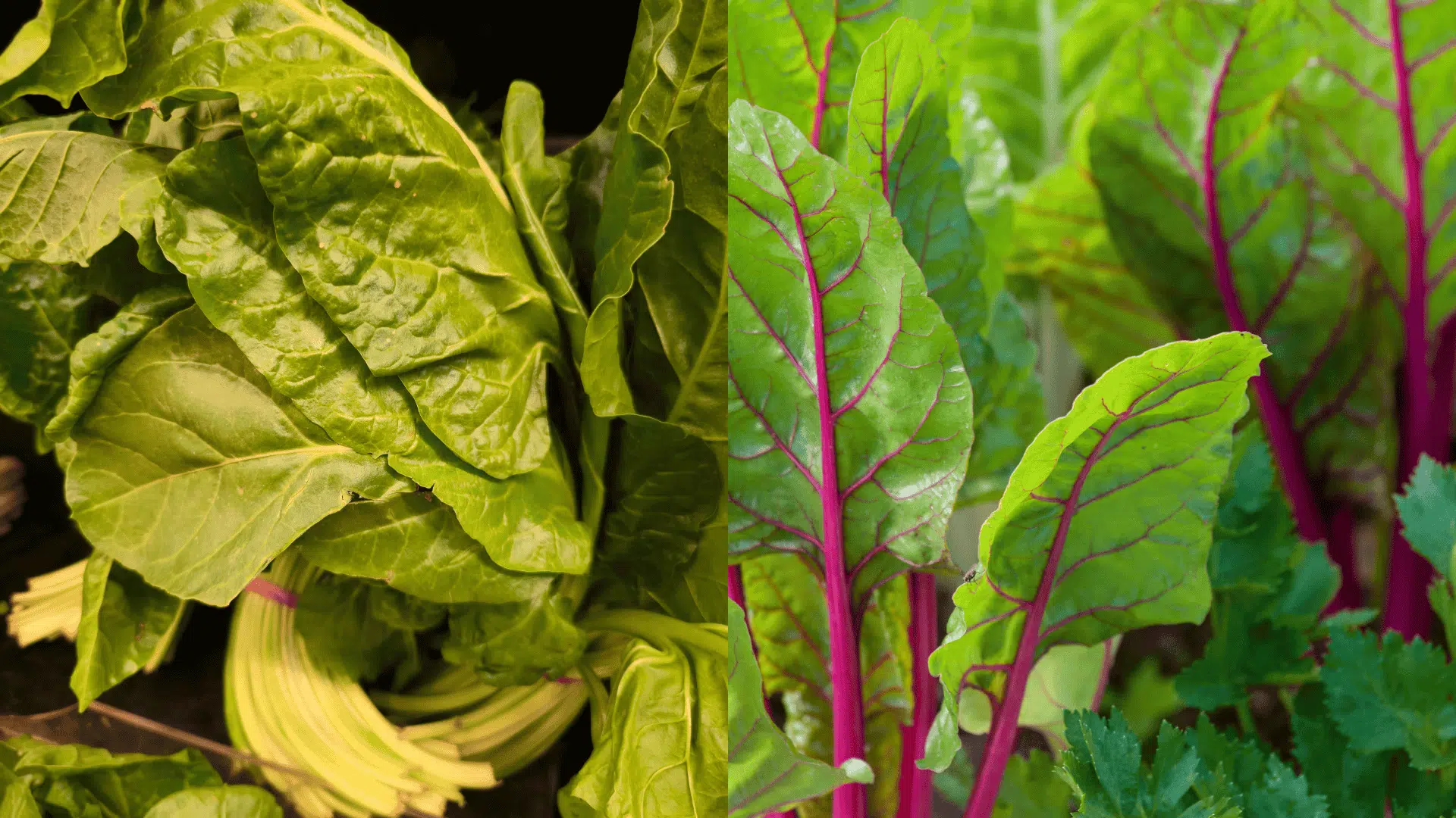 15 Best Arugula Companion Plants + Plants to Avoid - My Earth Garden