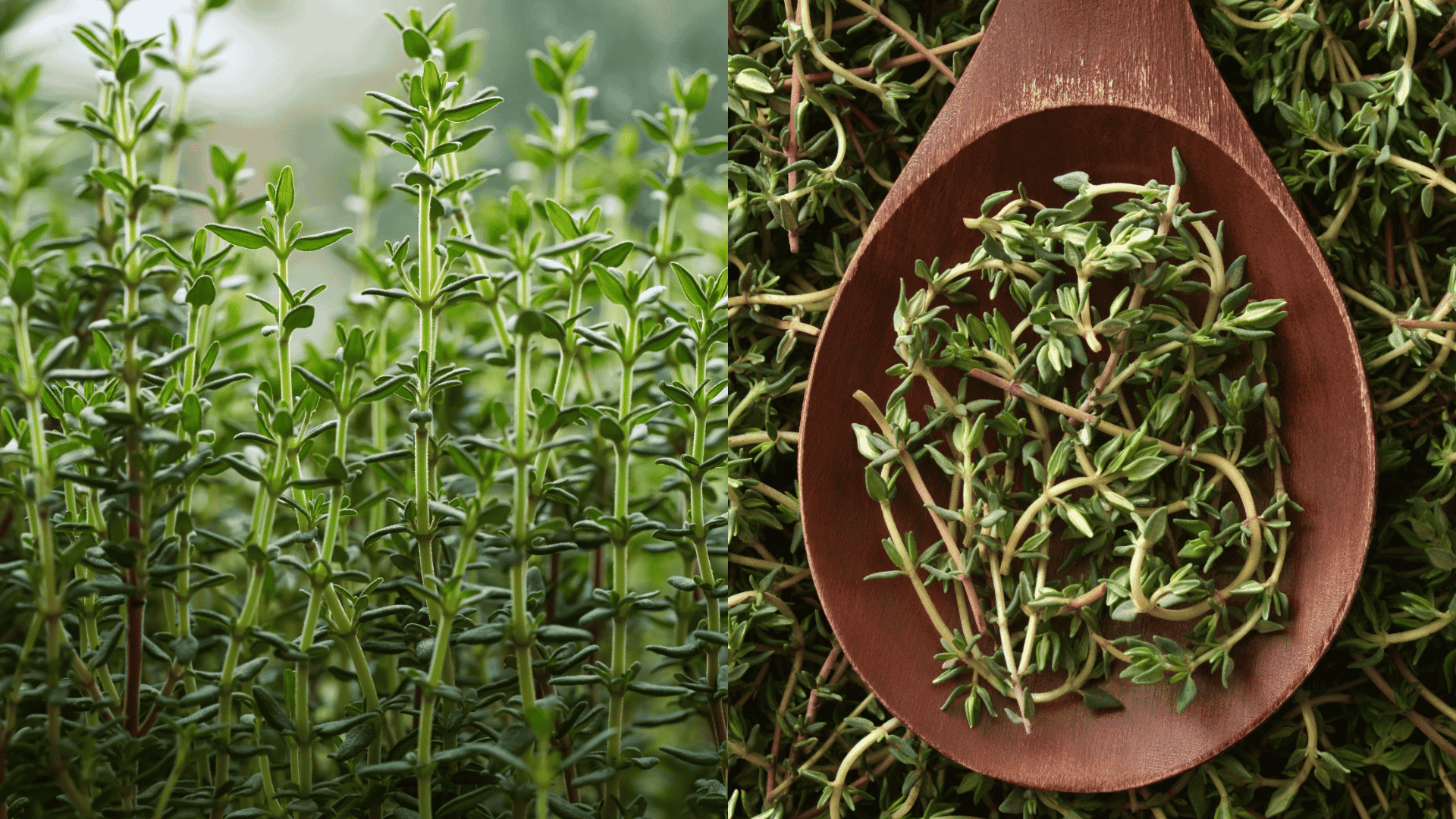 thyme-arugula-companion-plant