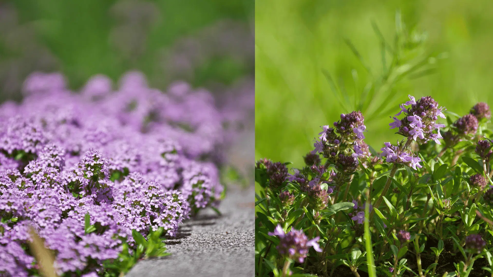 thyme-blueberry-companion-plants