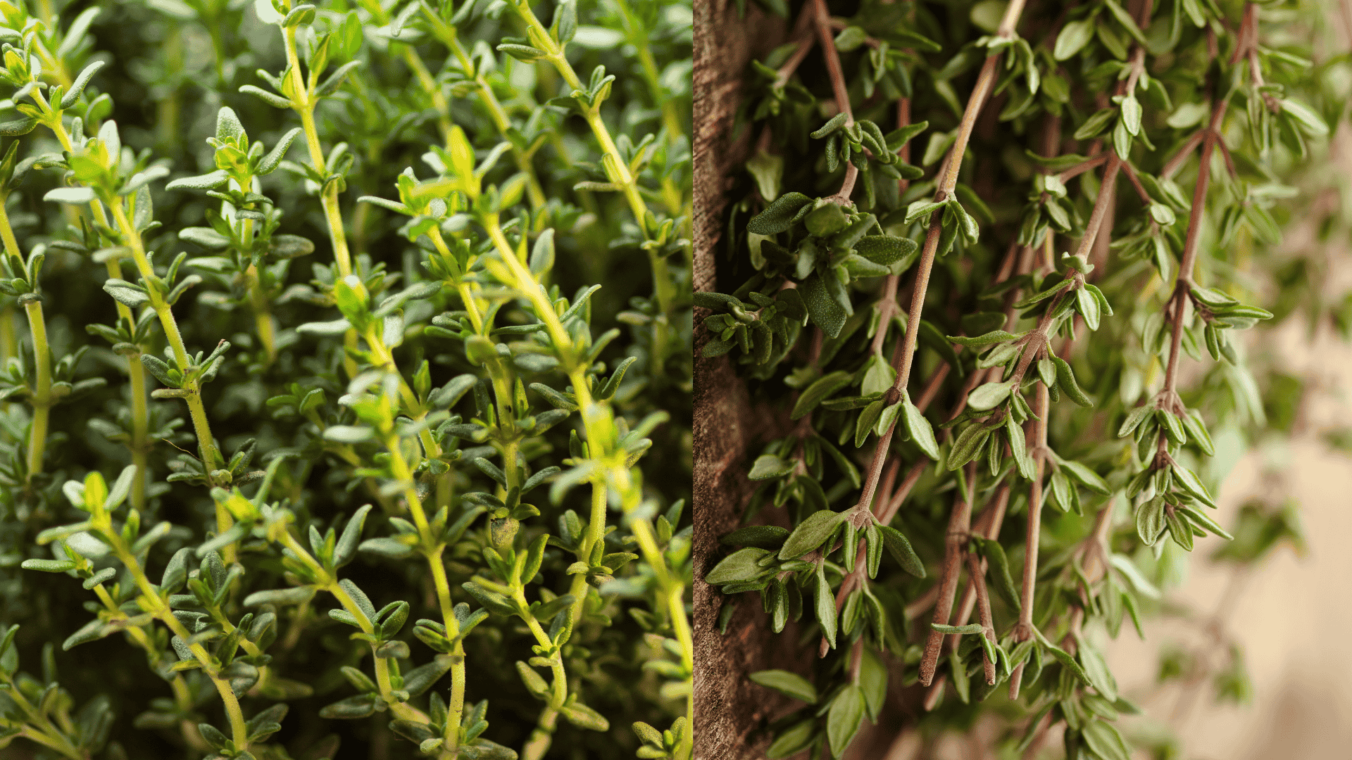 thyme-plant