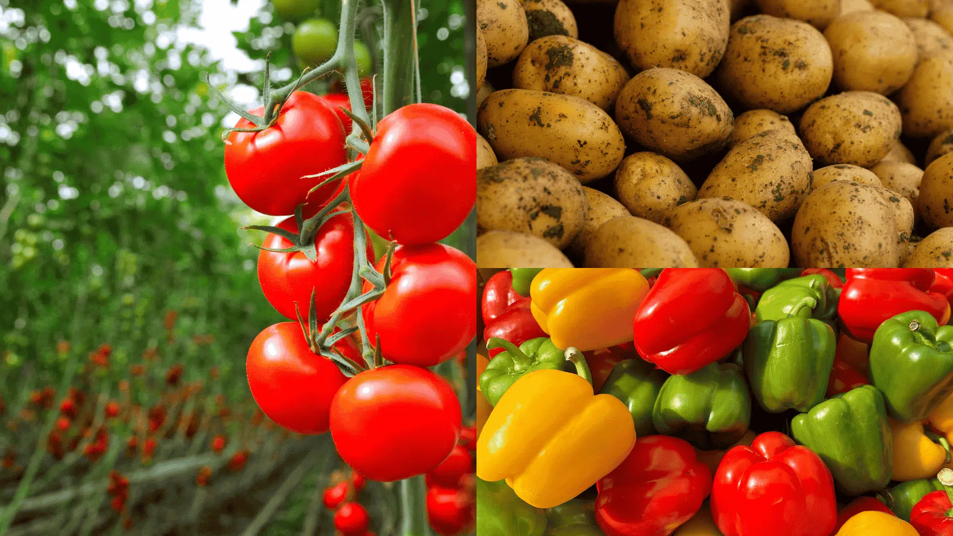 Tomatoes, potatoes, and peppers shown together, common companion plants for eggplant with similar growing needs and care