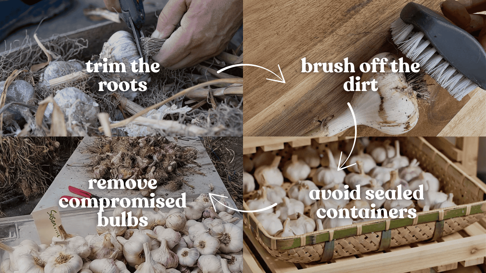trimming-and-storing-cured-garlic
