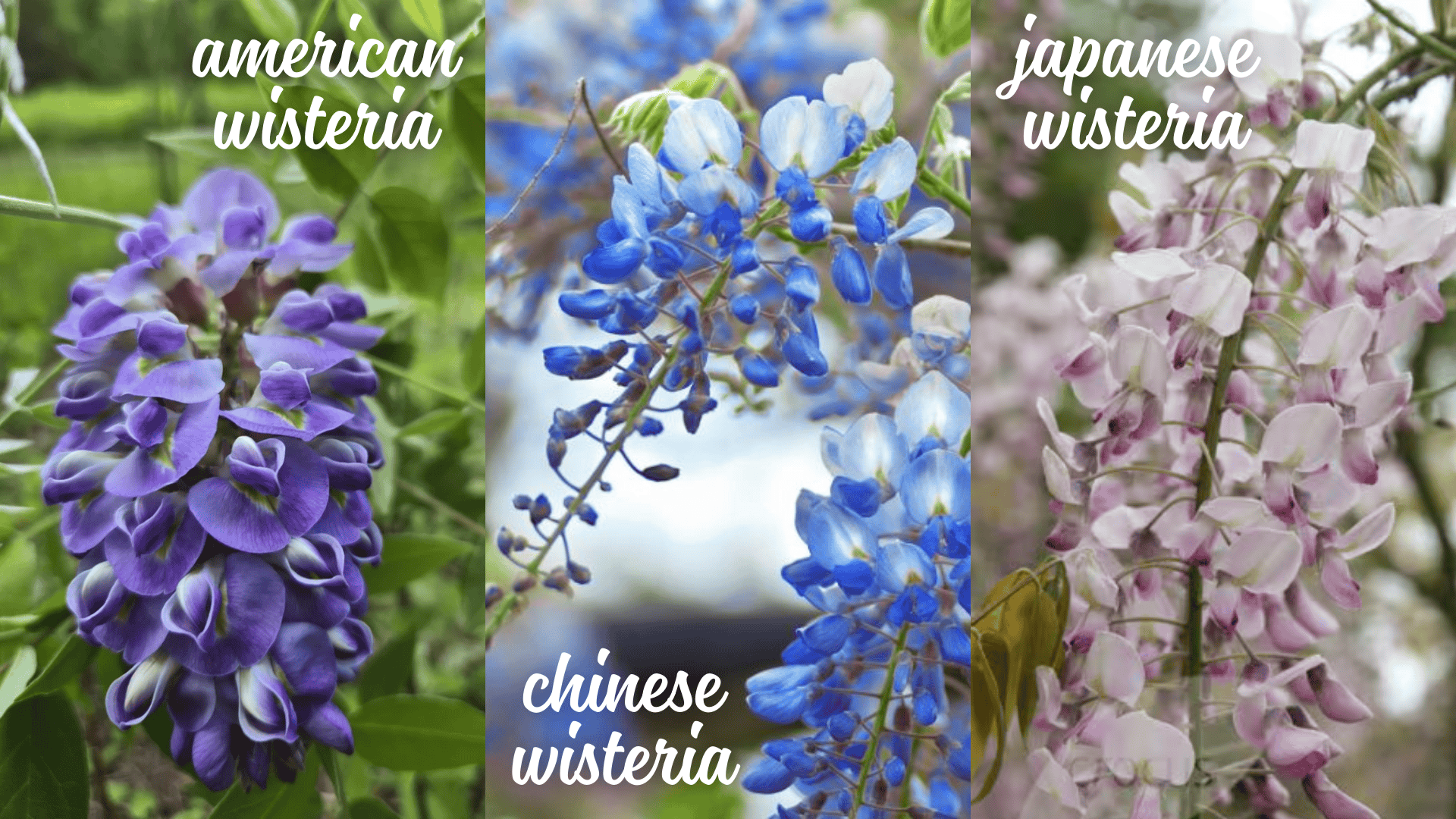 types of wisteria