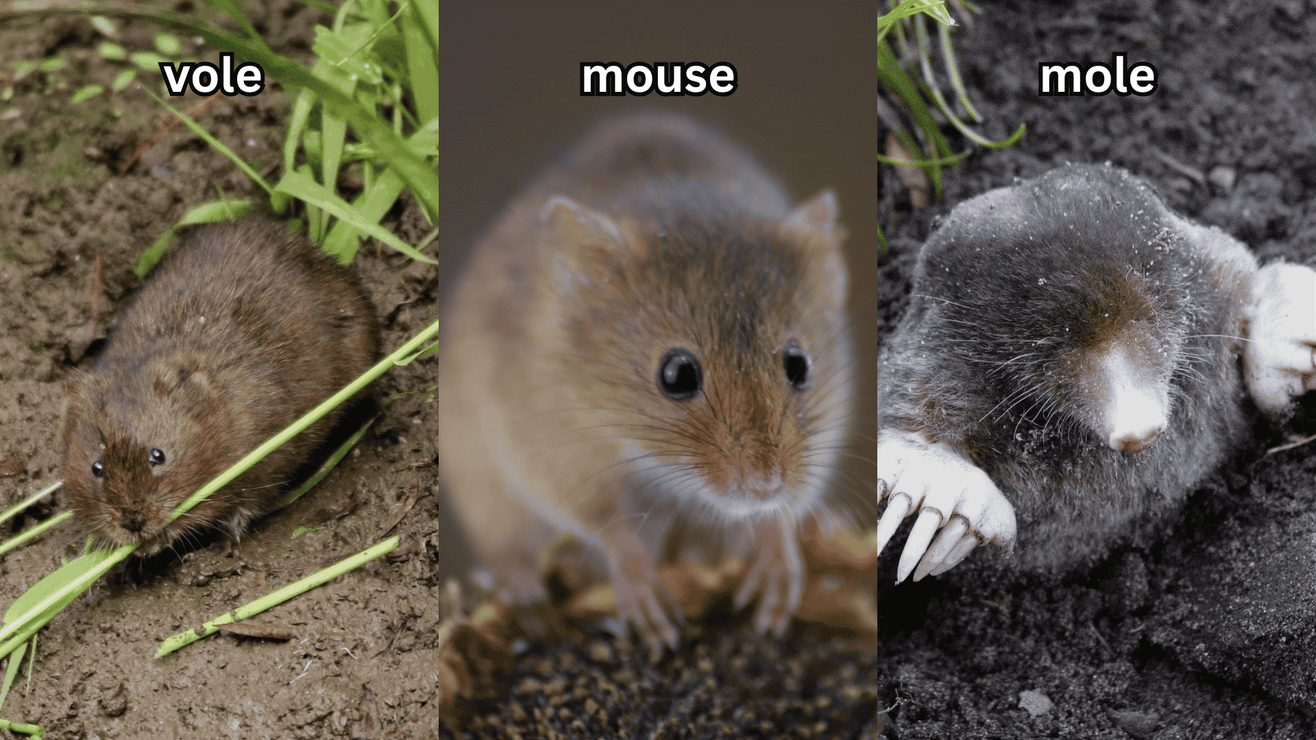 voles-vs-moles-vs-mice