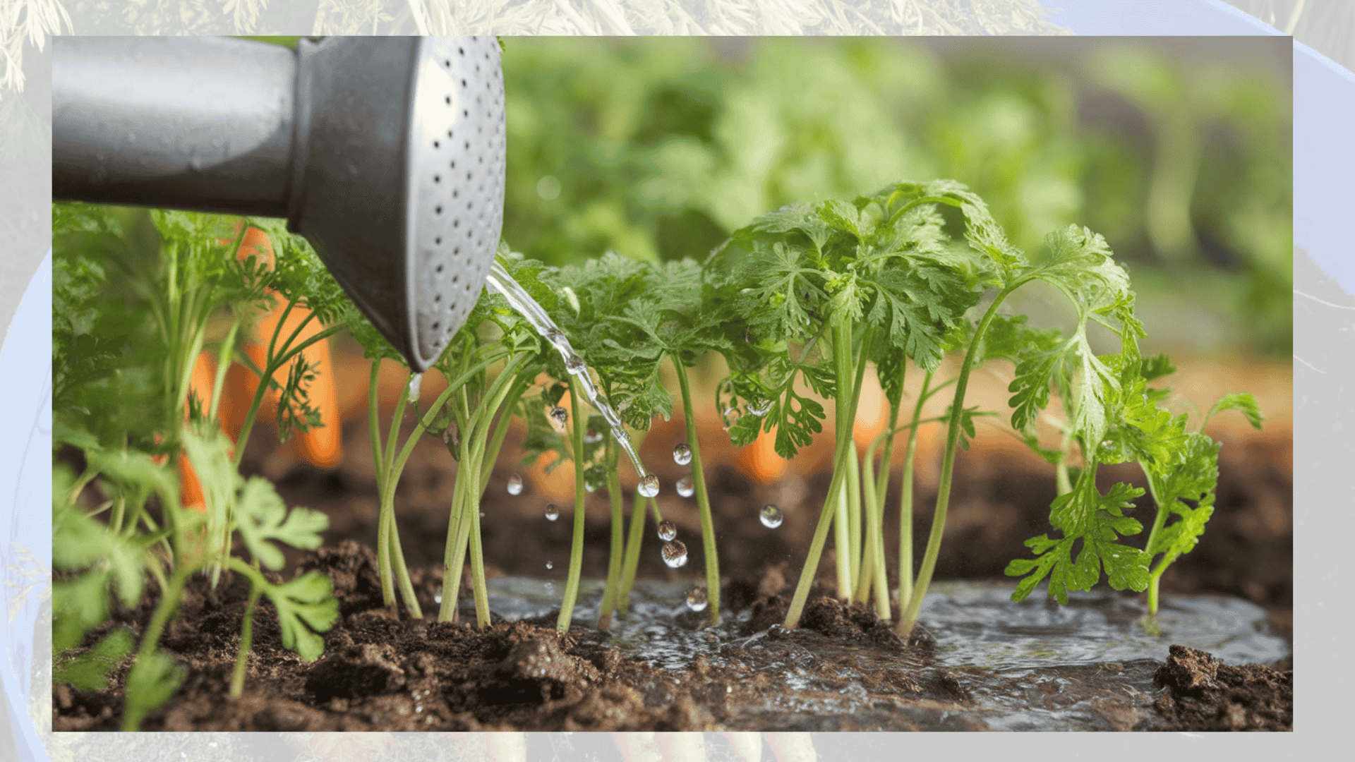 watering-carrots