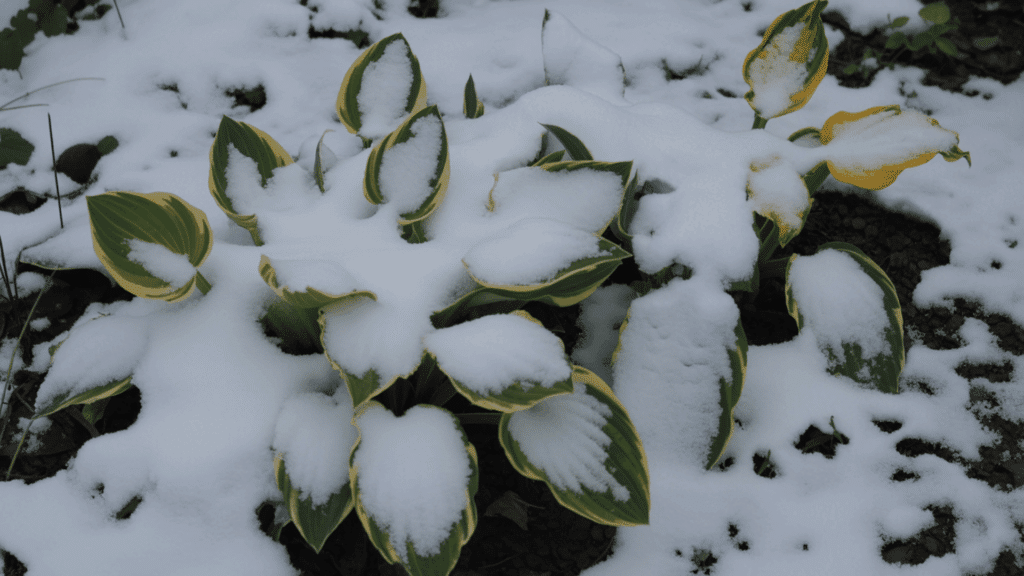 what do hostas look like in winter