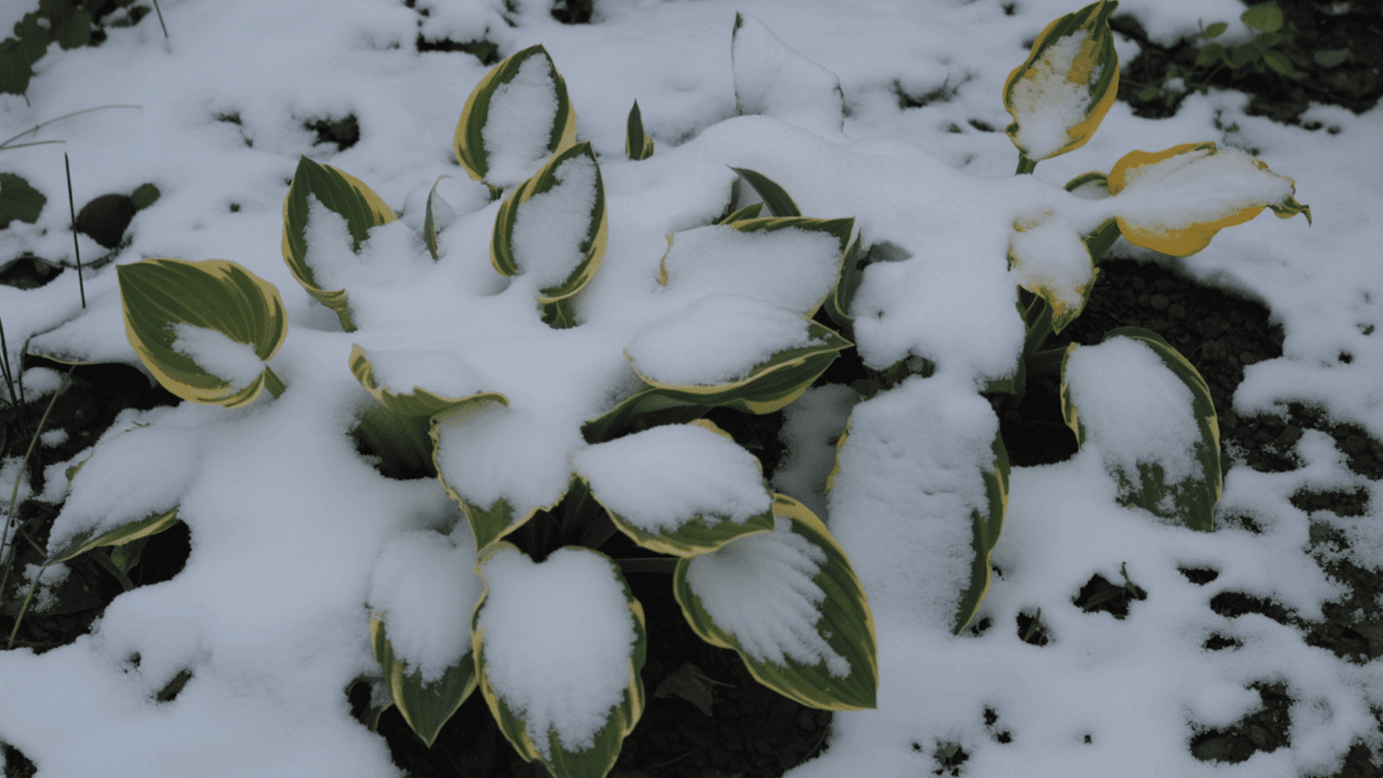 Green and variegated hostas in winter covered with snow, showing hardy foliage surviving cold garden conditions Reply