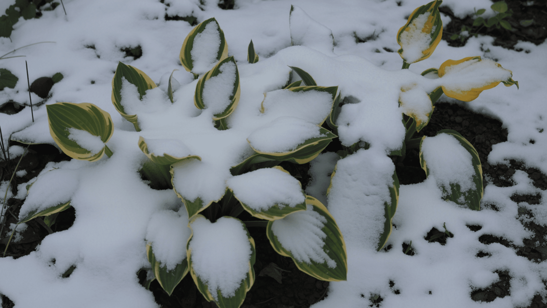 what do hostas look like in winter