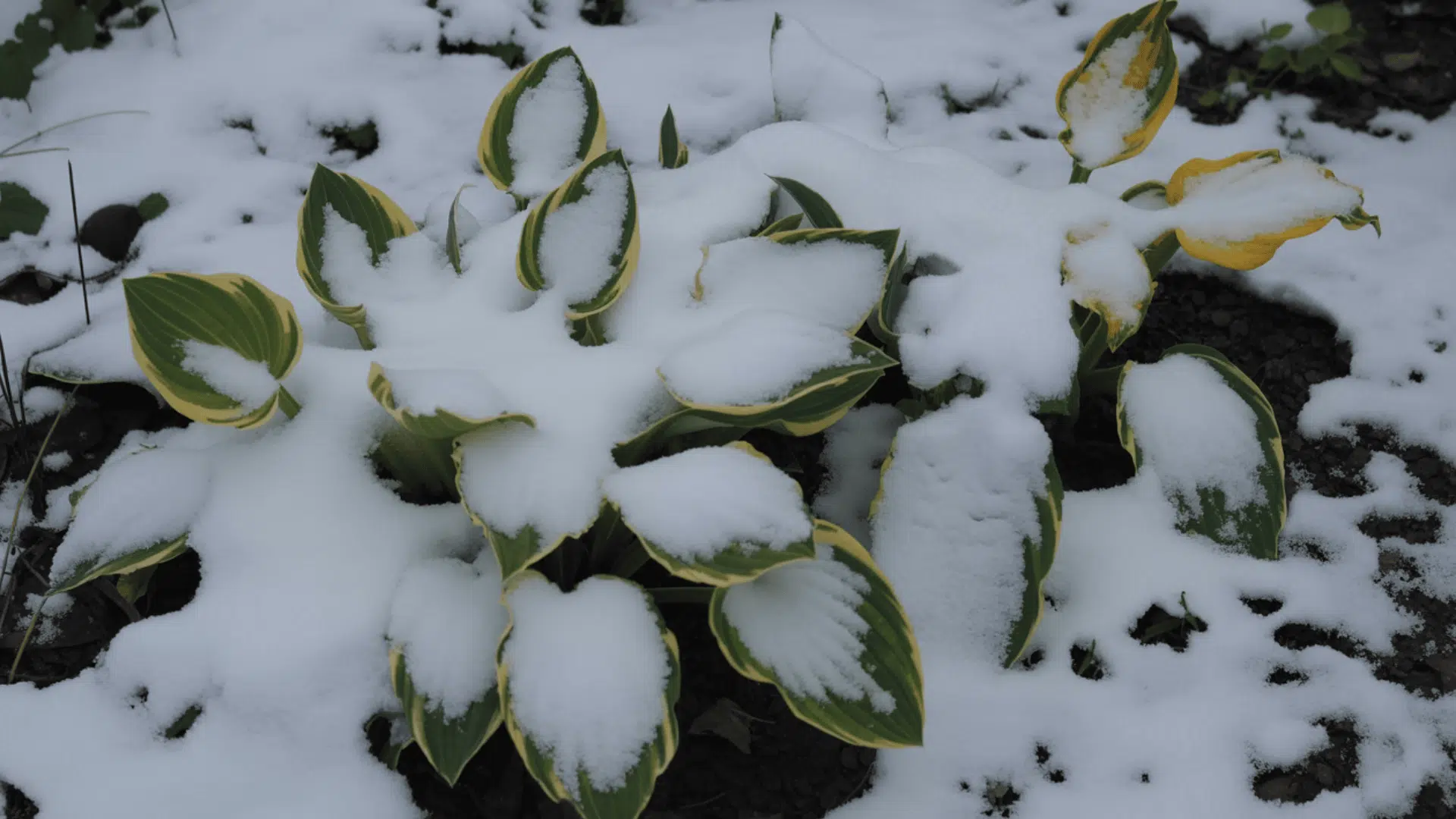 what do hostas look like in winter