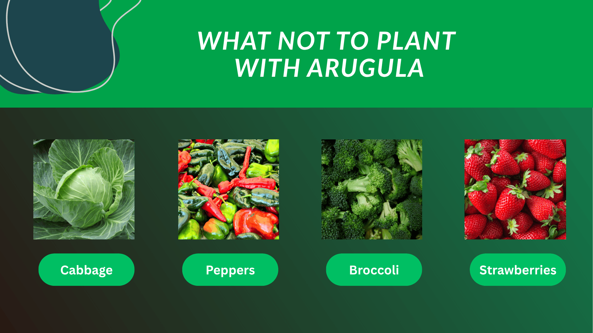 what-not-to-plant-with-arugula