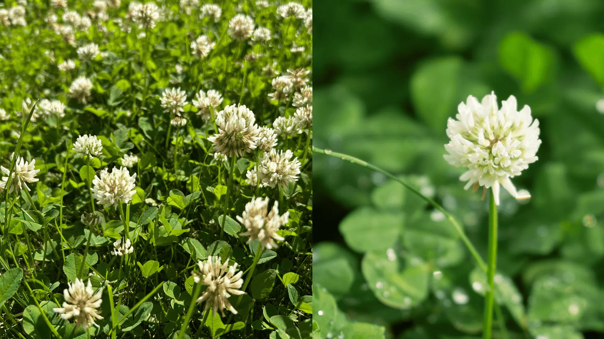 white-clover-blueberry-companion-plants