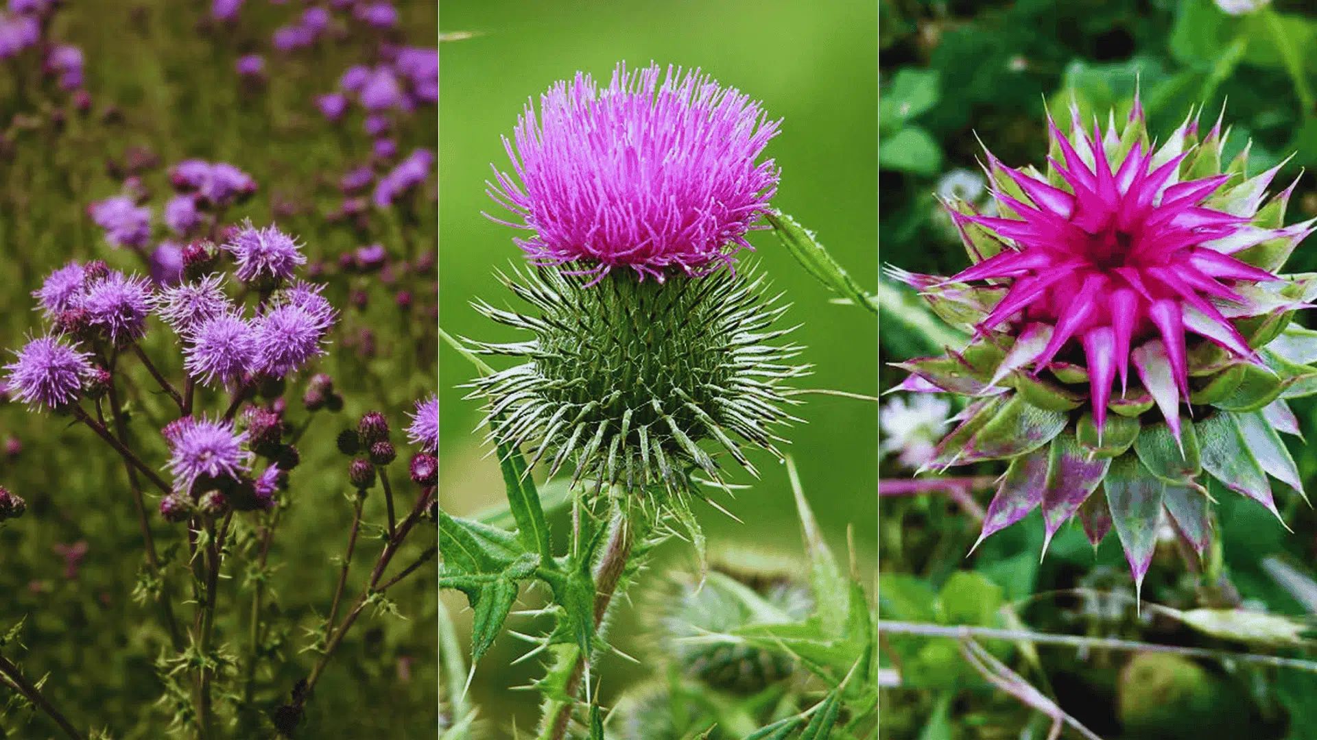 How to Get Rid of Thistle Weeds and Prevent Regrowth? - My Earth Garden