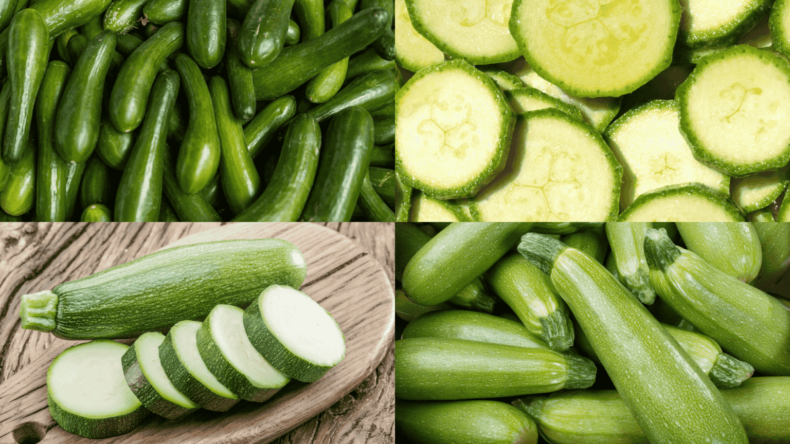 zucchini-plant