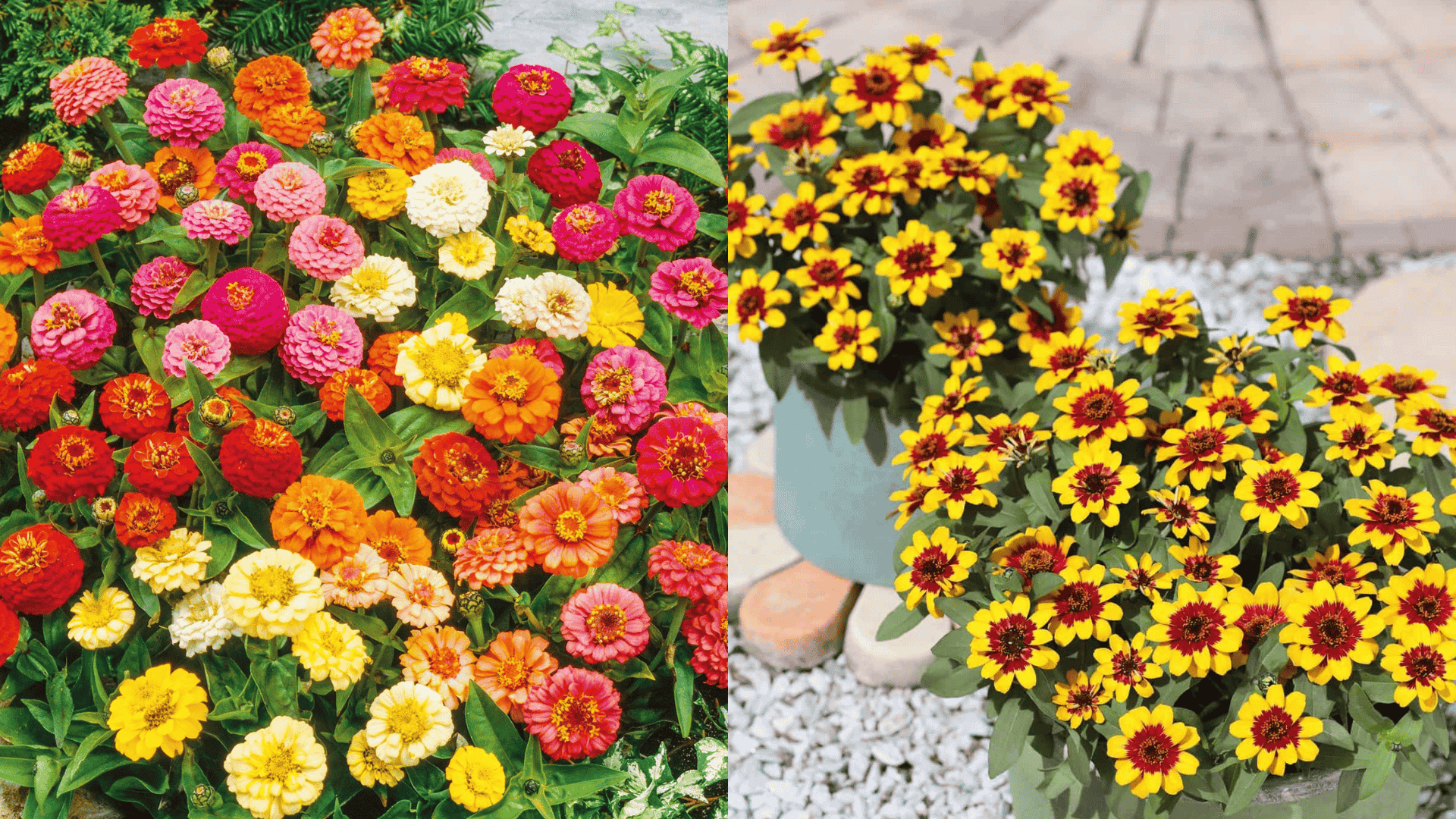 Mixed zinnia flowers in garden beds and pots, ideal for planting zinnia seeds in small and large spaces