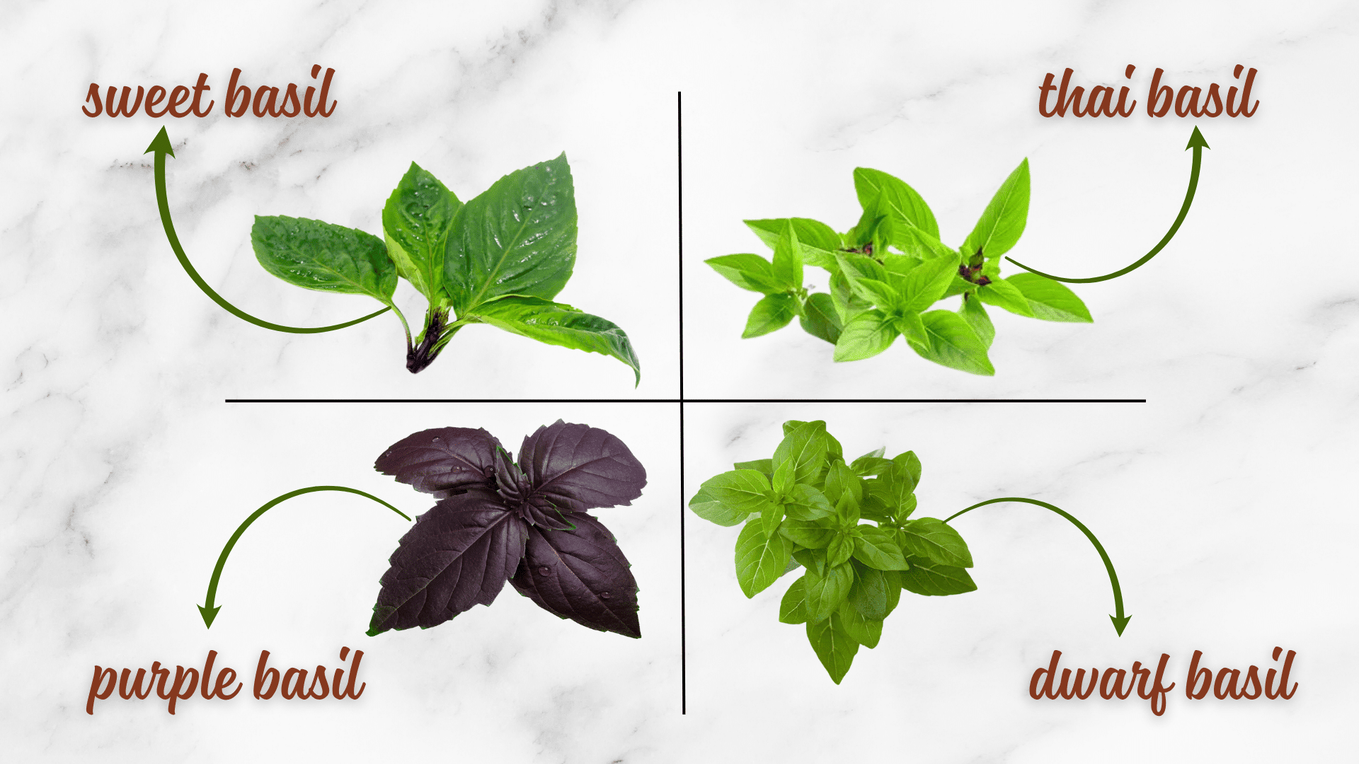 Choosing the Best Basil Variety
