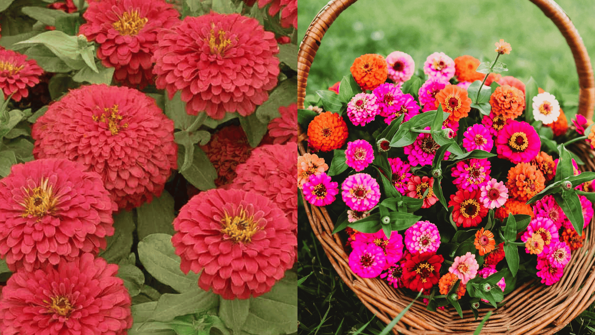 Close-up of red zinnia flowers with layered petals growing in a garden bed