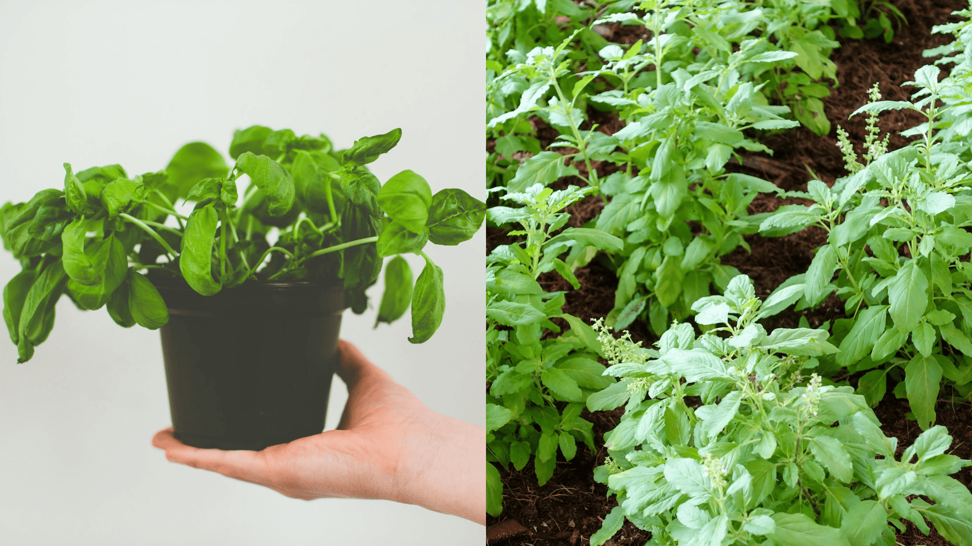 Monitoring early growth of basil