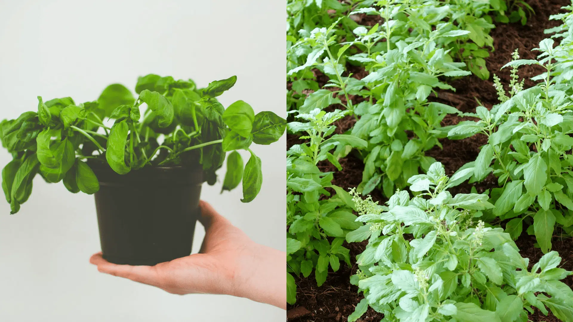 Growing Basil in Pots Made Easy - My Earth Garden
