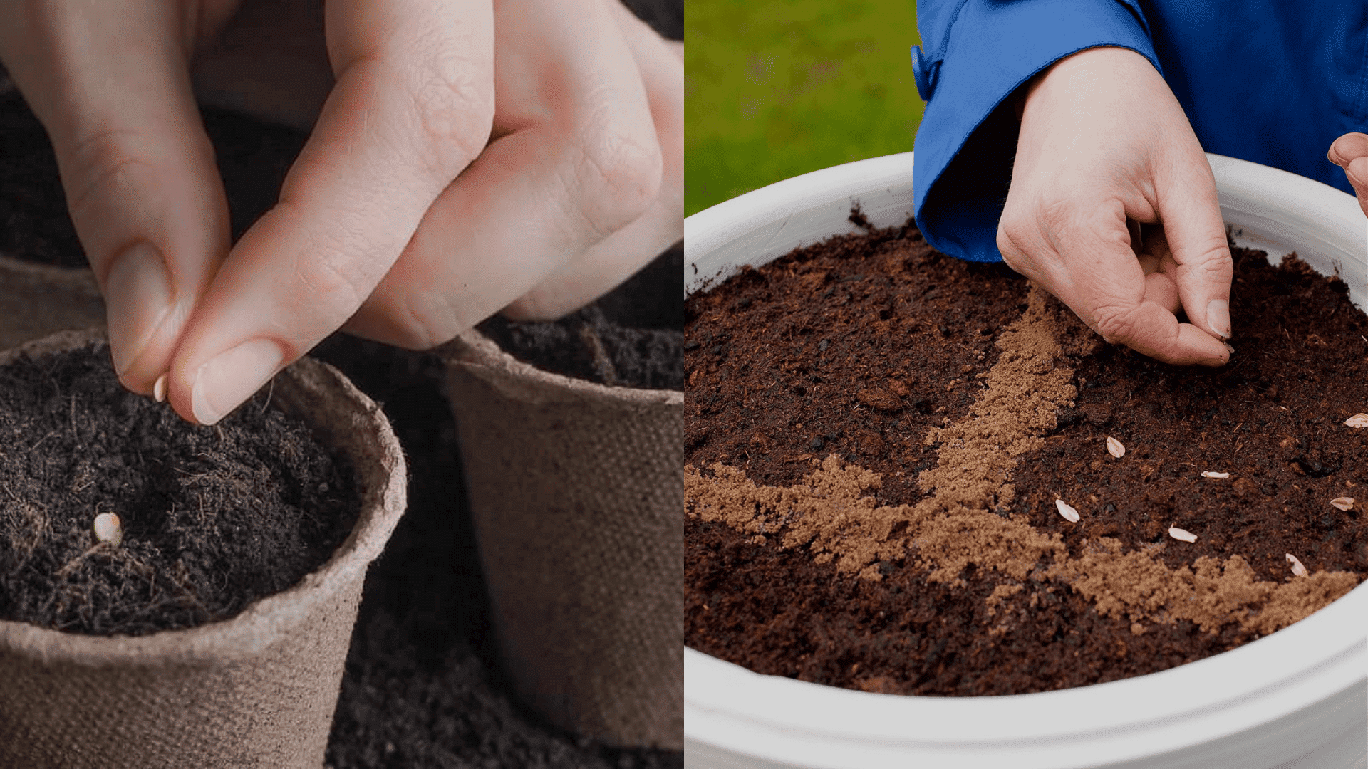 Planting basil seeds