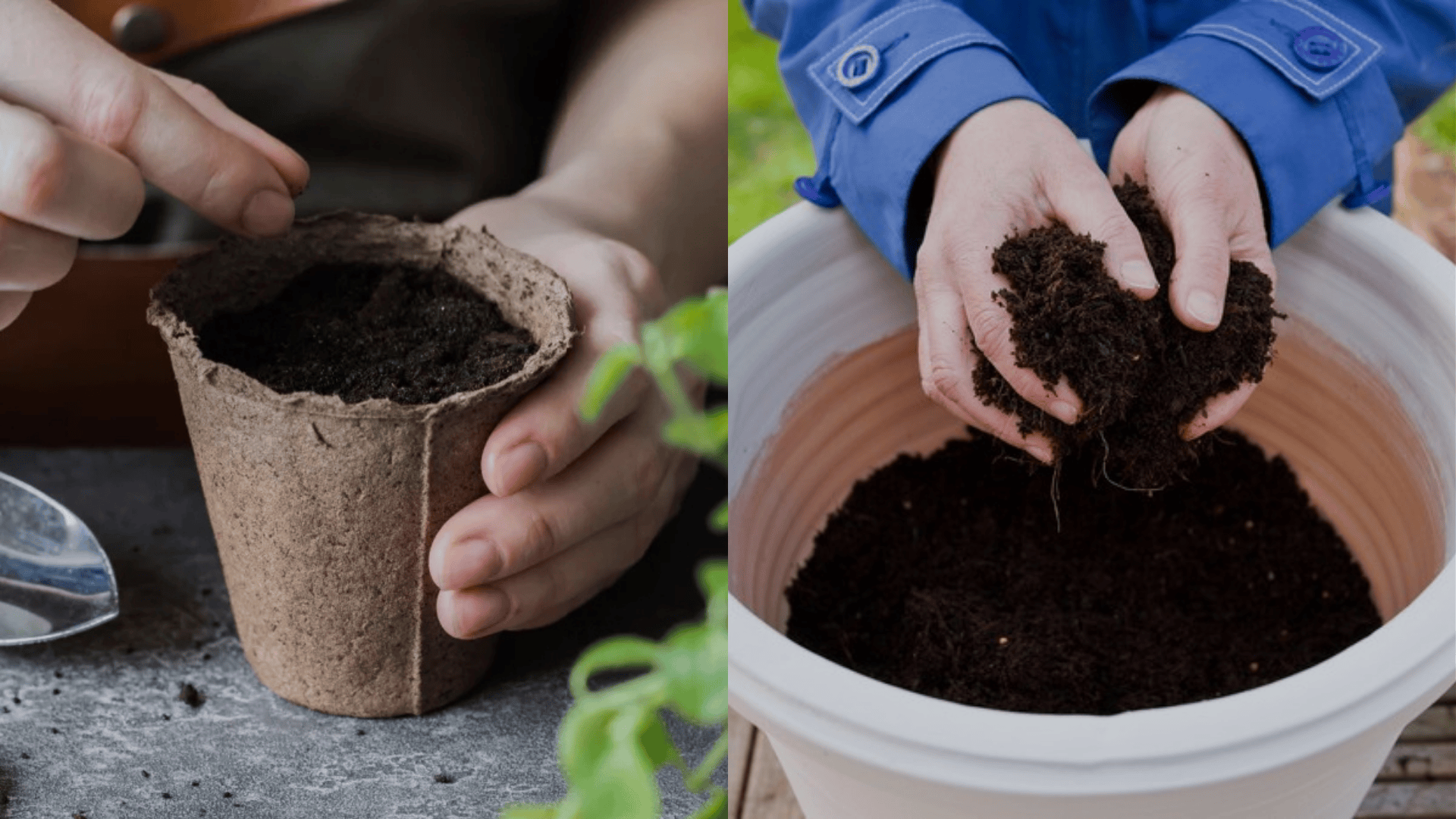 Preparing the pot for planting basil