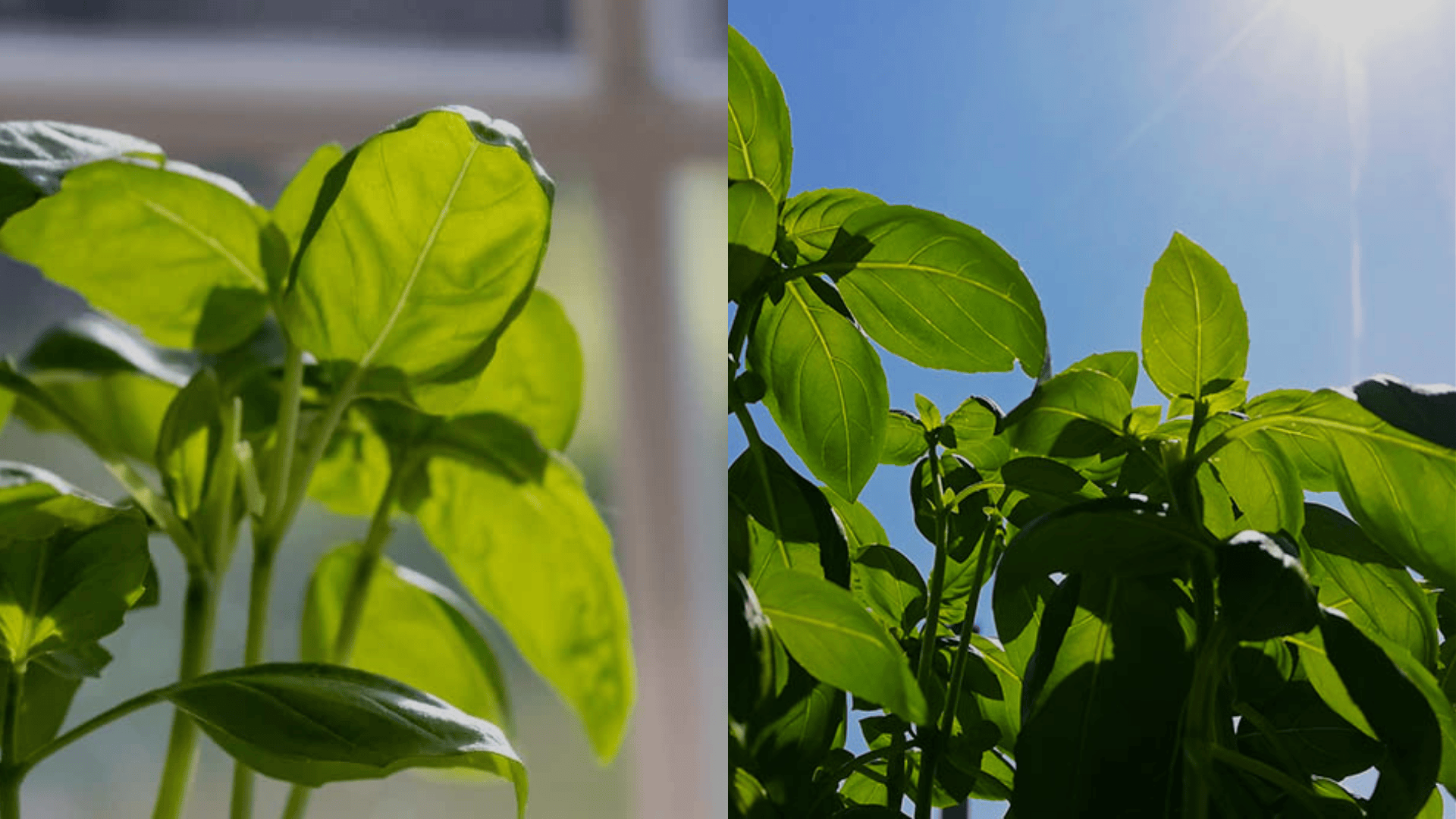 Providing warmth and light to basil