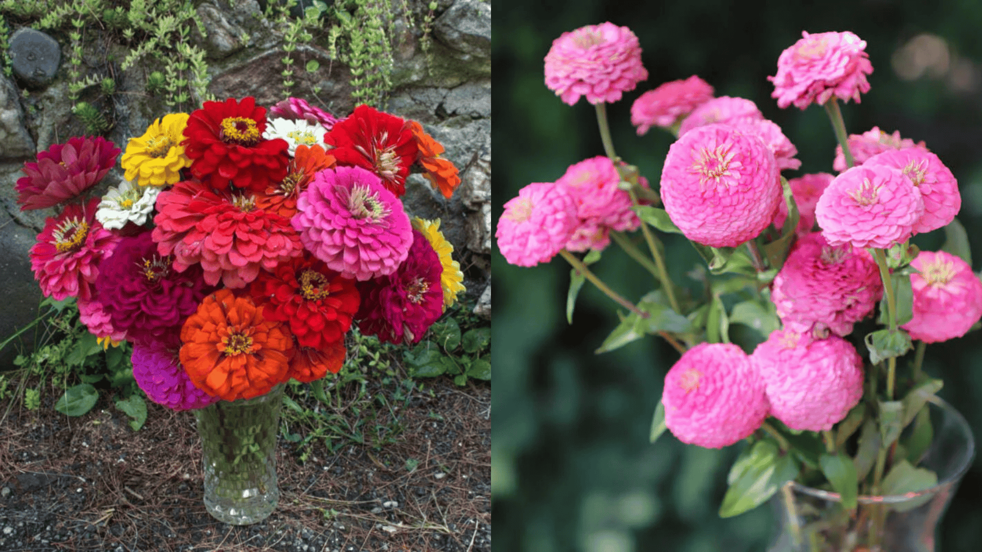 Freshly cut zinnia bouquet in a glass vase next to pink zinnia stems, showing different bloom sizes and heights