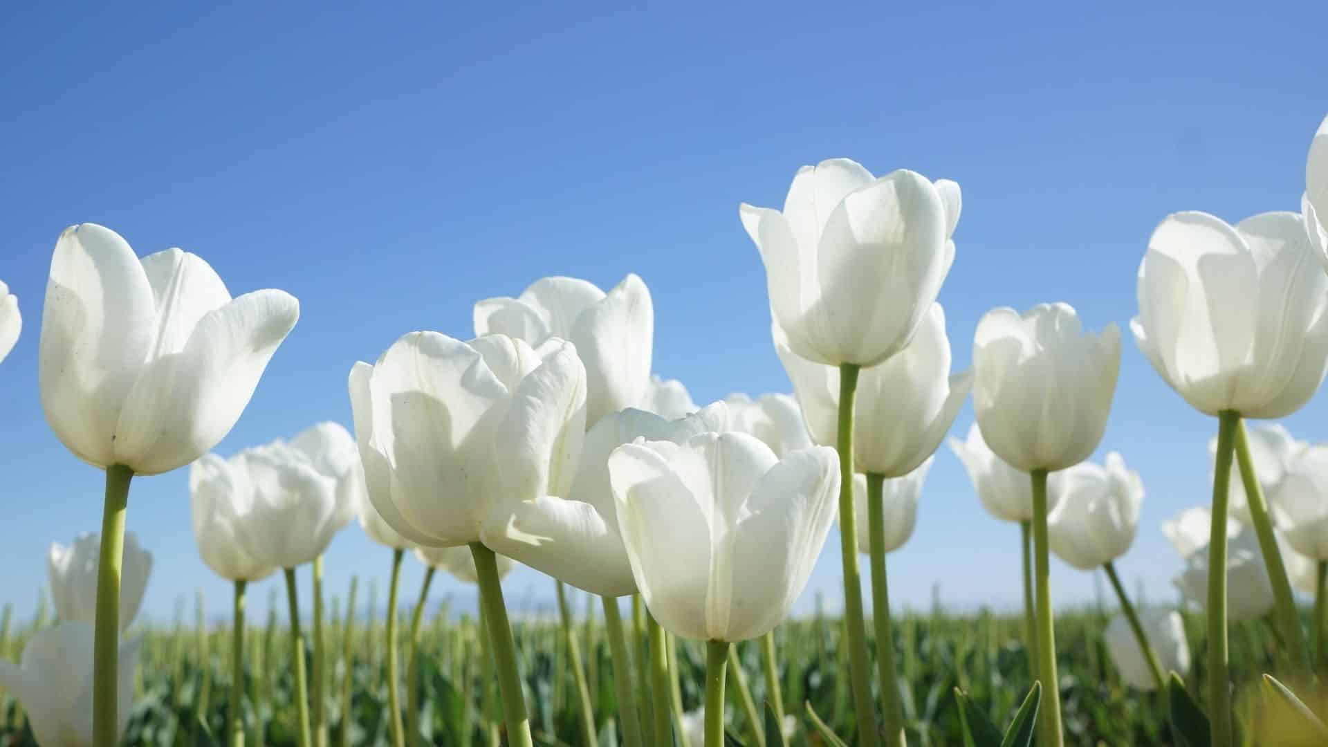 Tulips