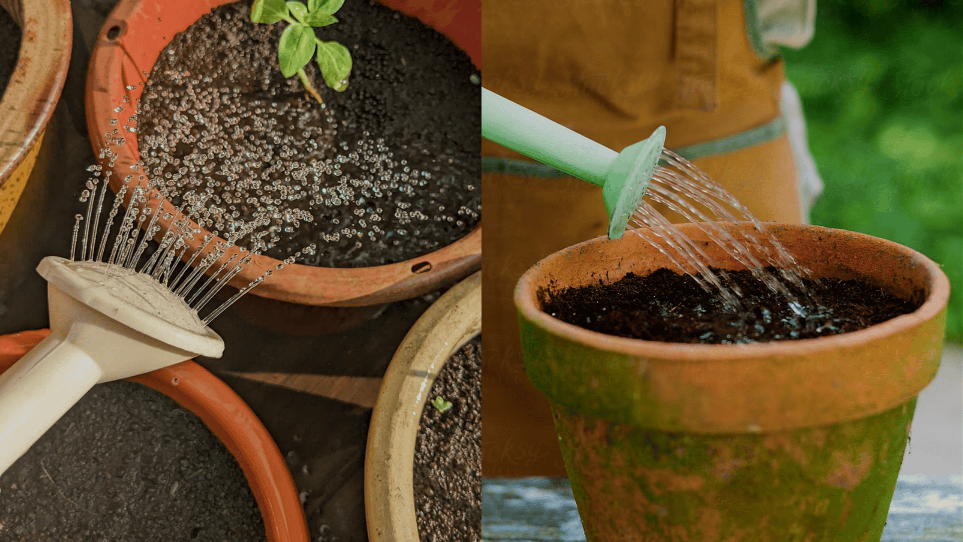 Watering basil growing in pot