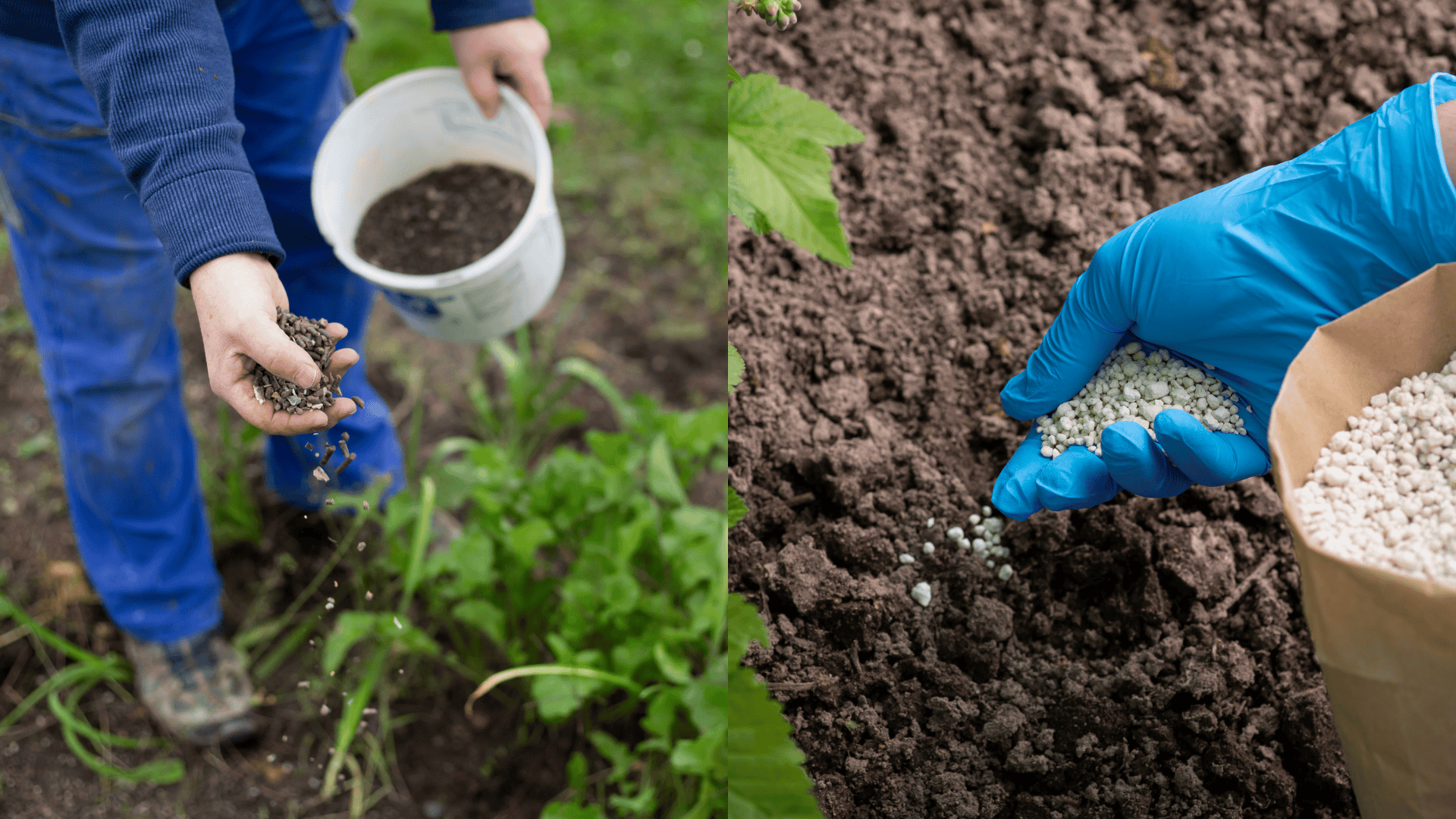 Fertilizer for Lavender: What Should You Feed Lavender?