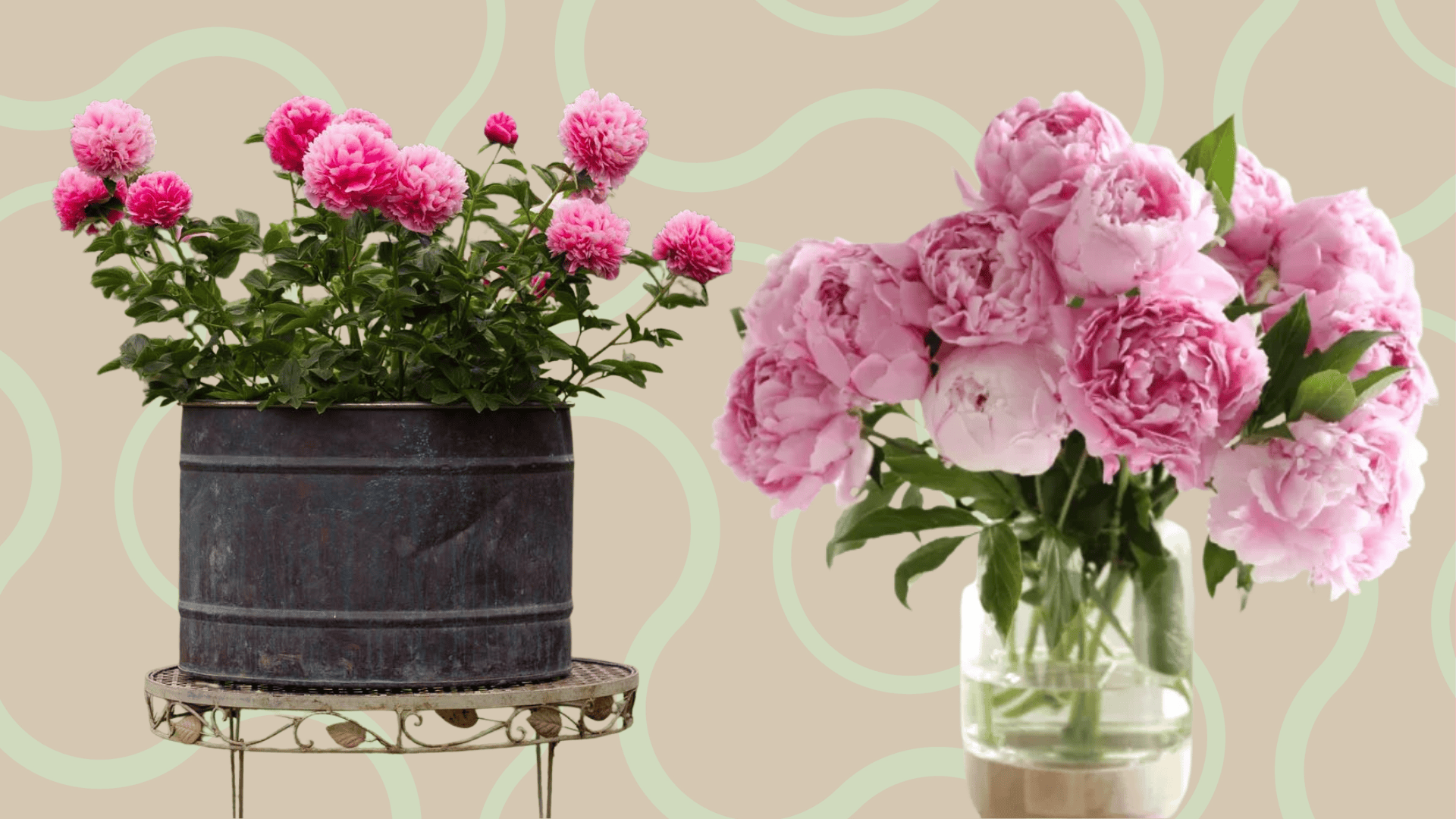 do peonies grow well in pots